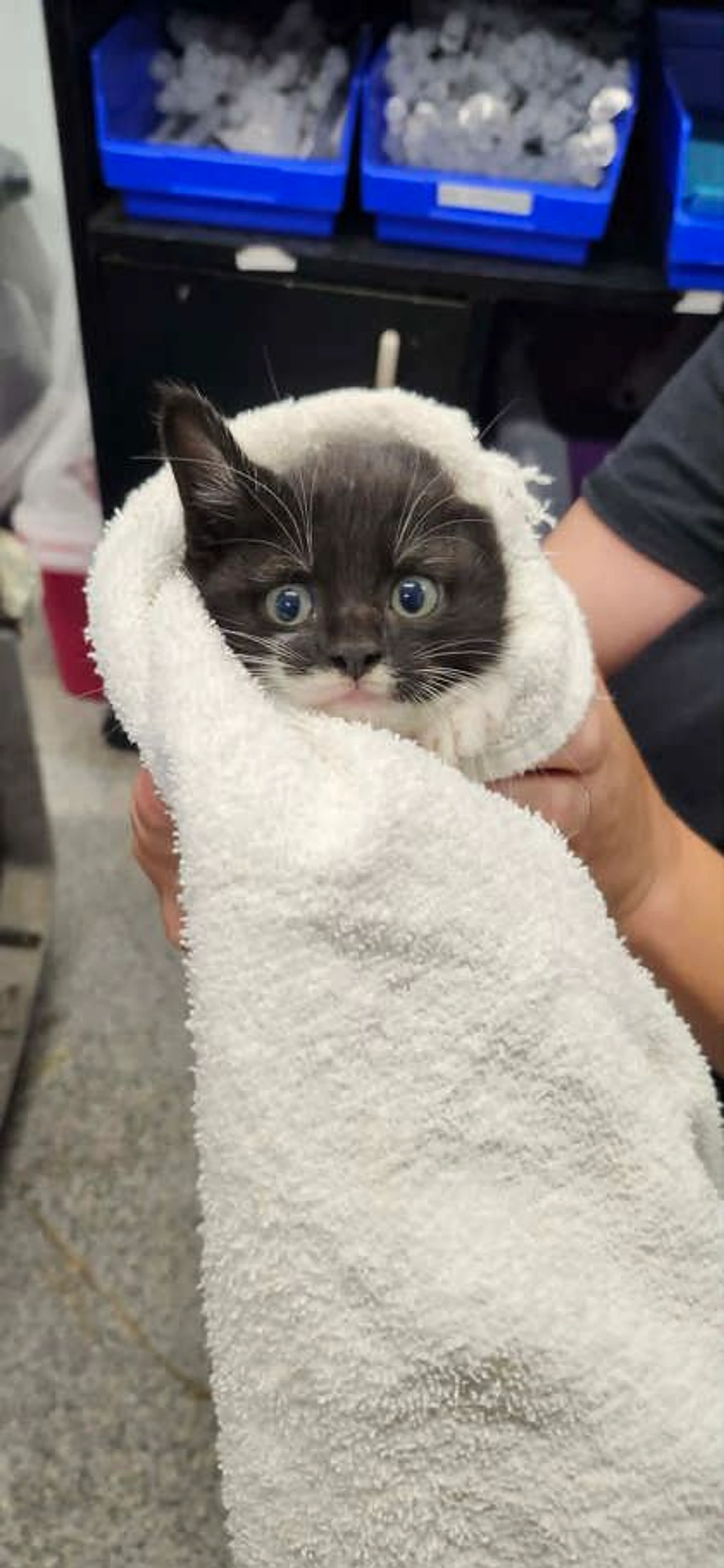 Found pet