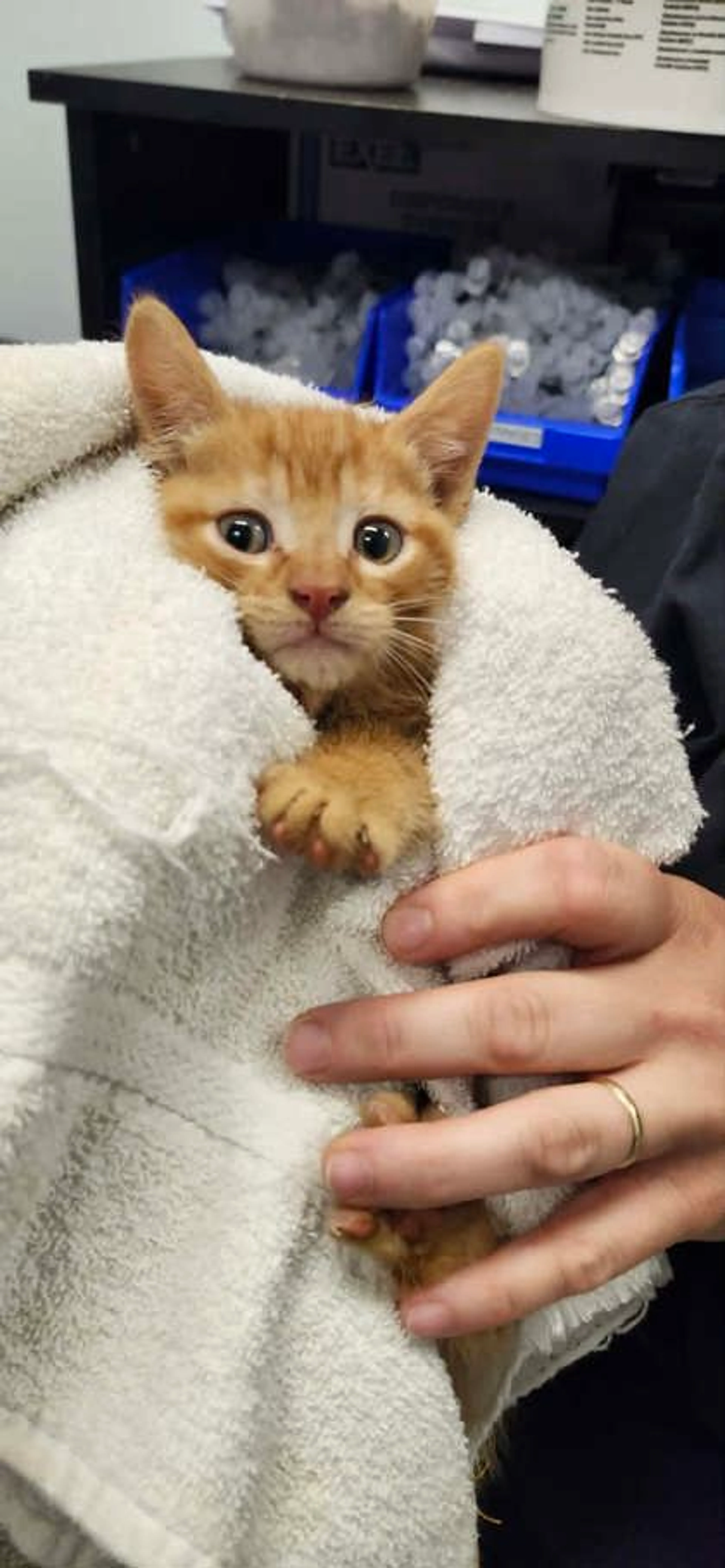 Found pet