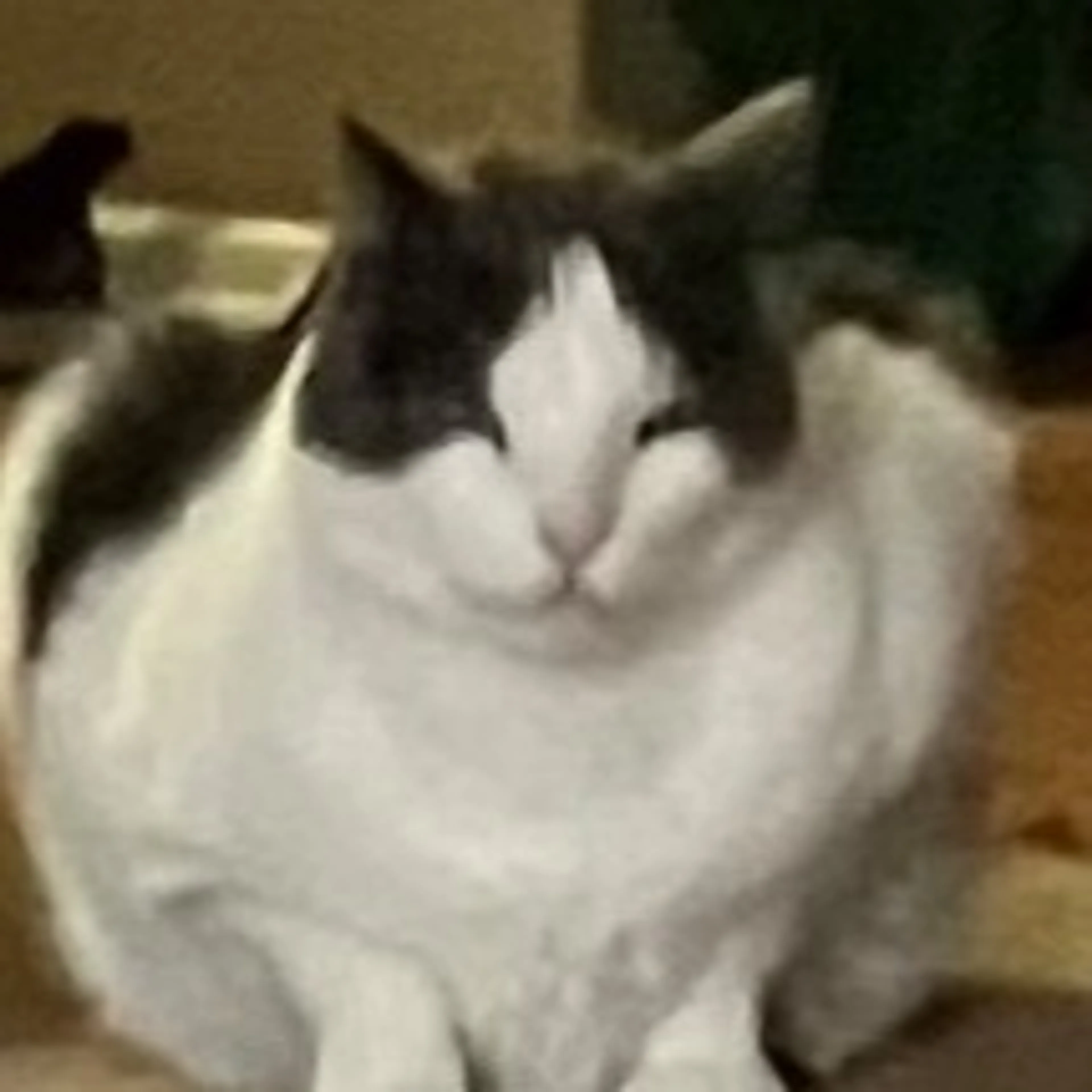 Lost pet