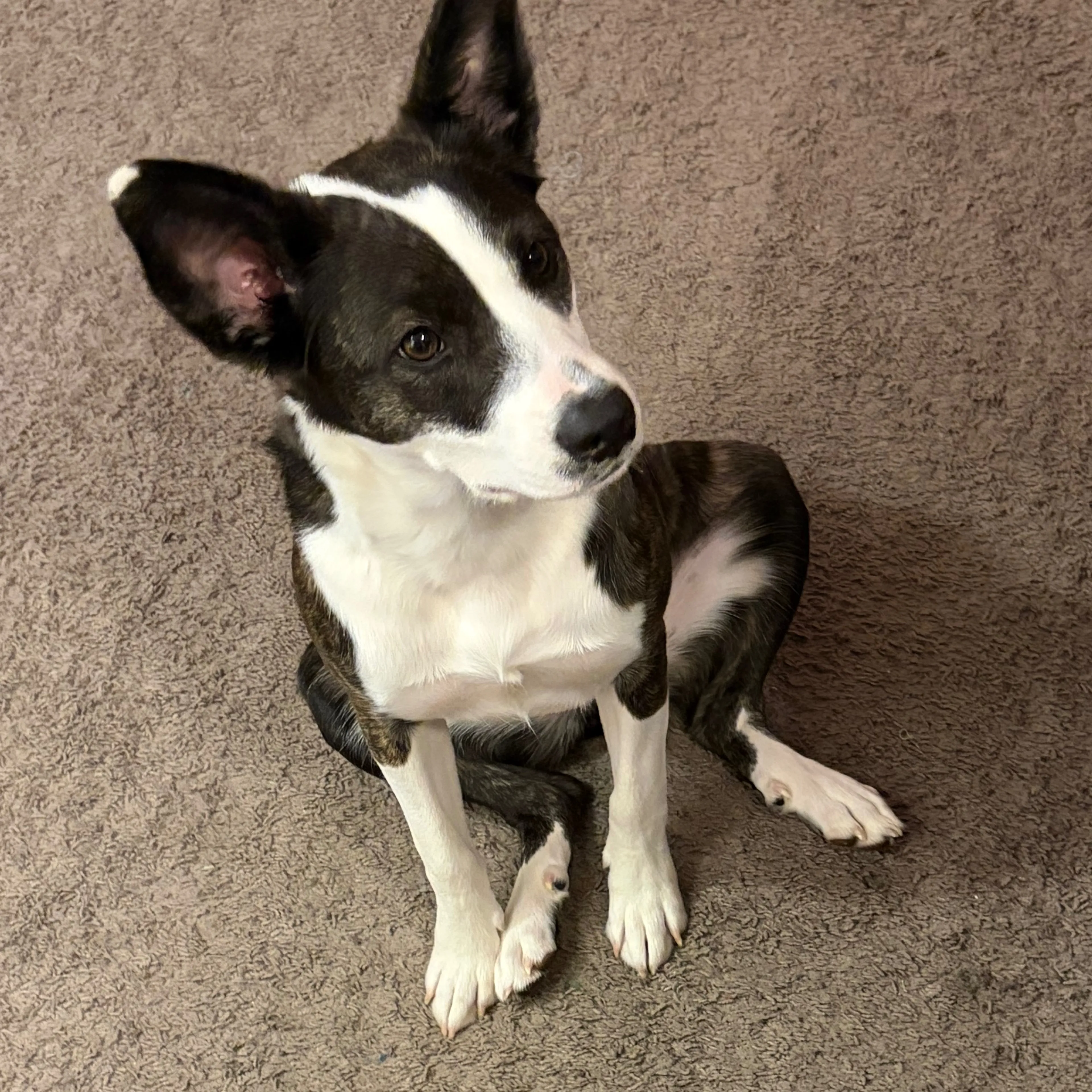 Lost pet-3