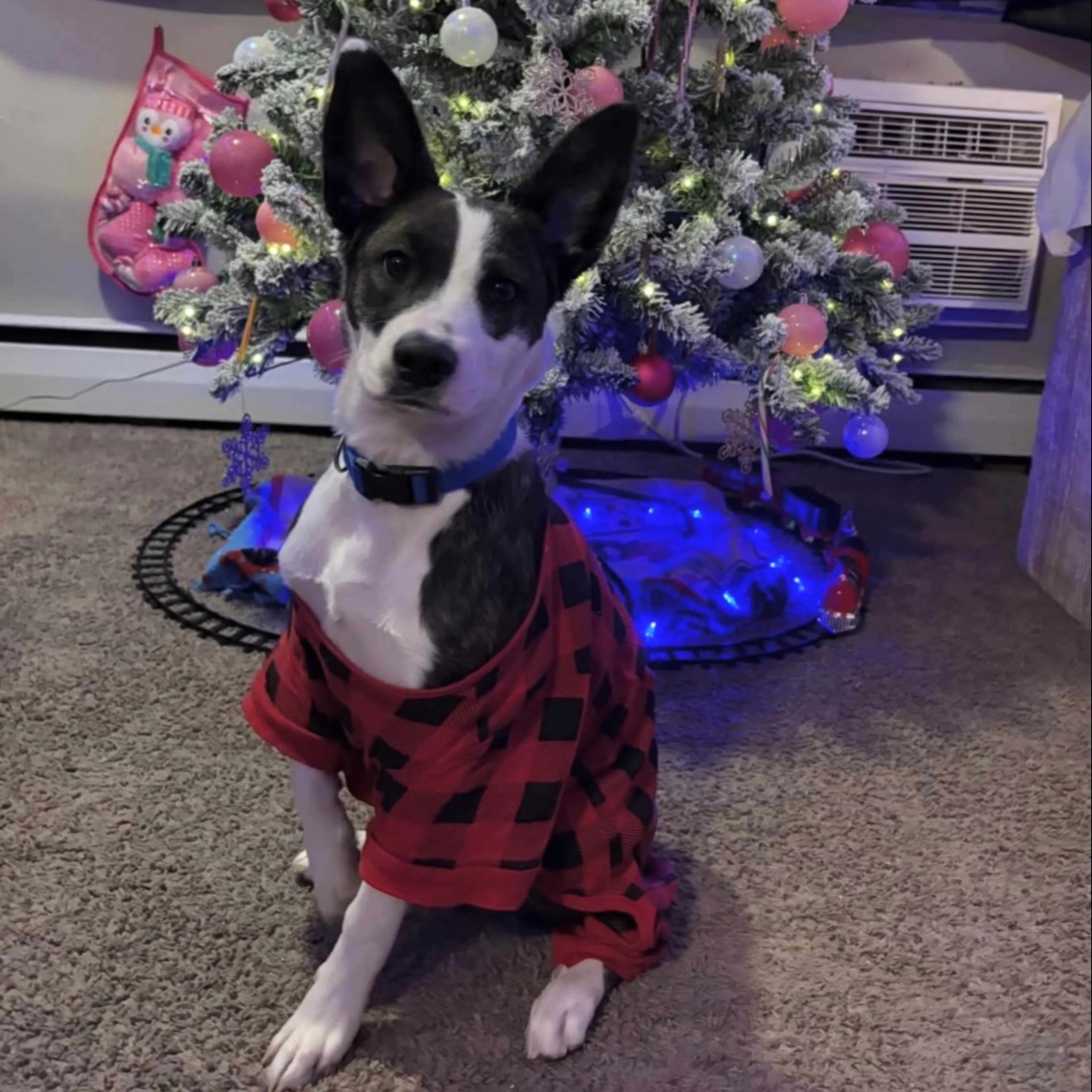 Lost pet-2
