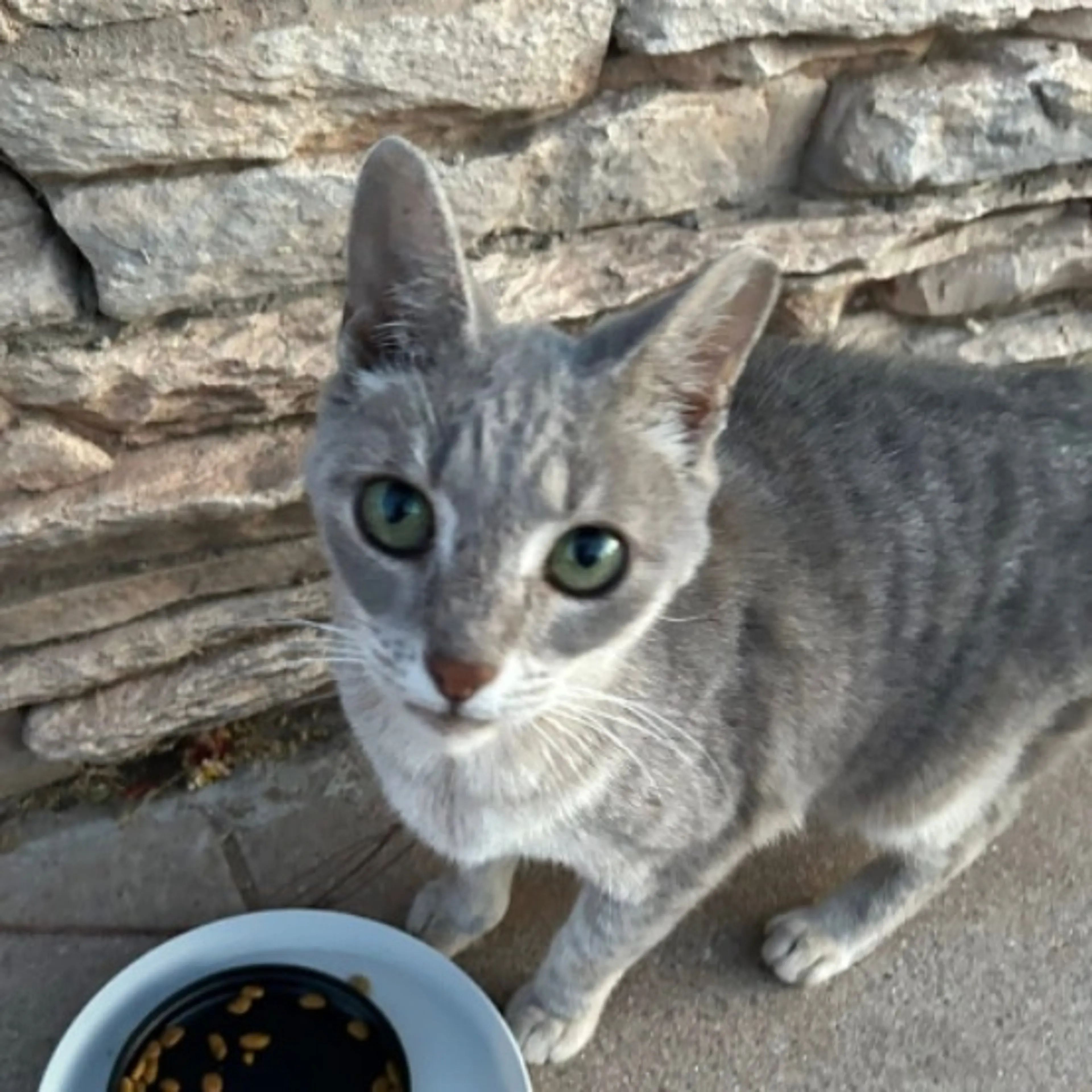 Found pet