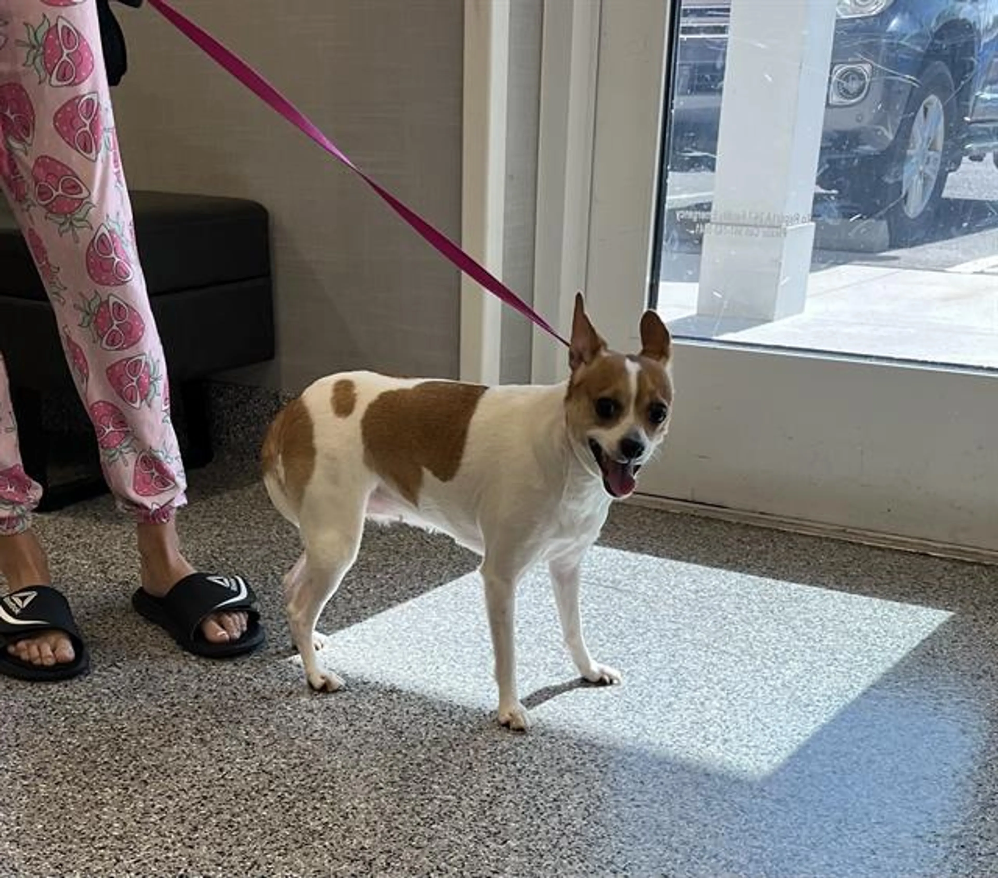 Found pet