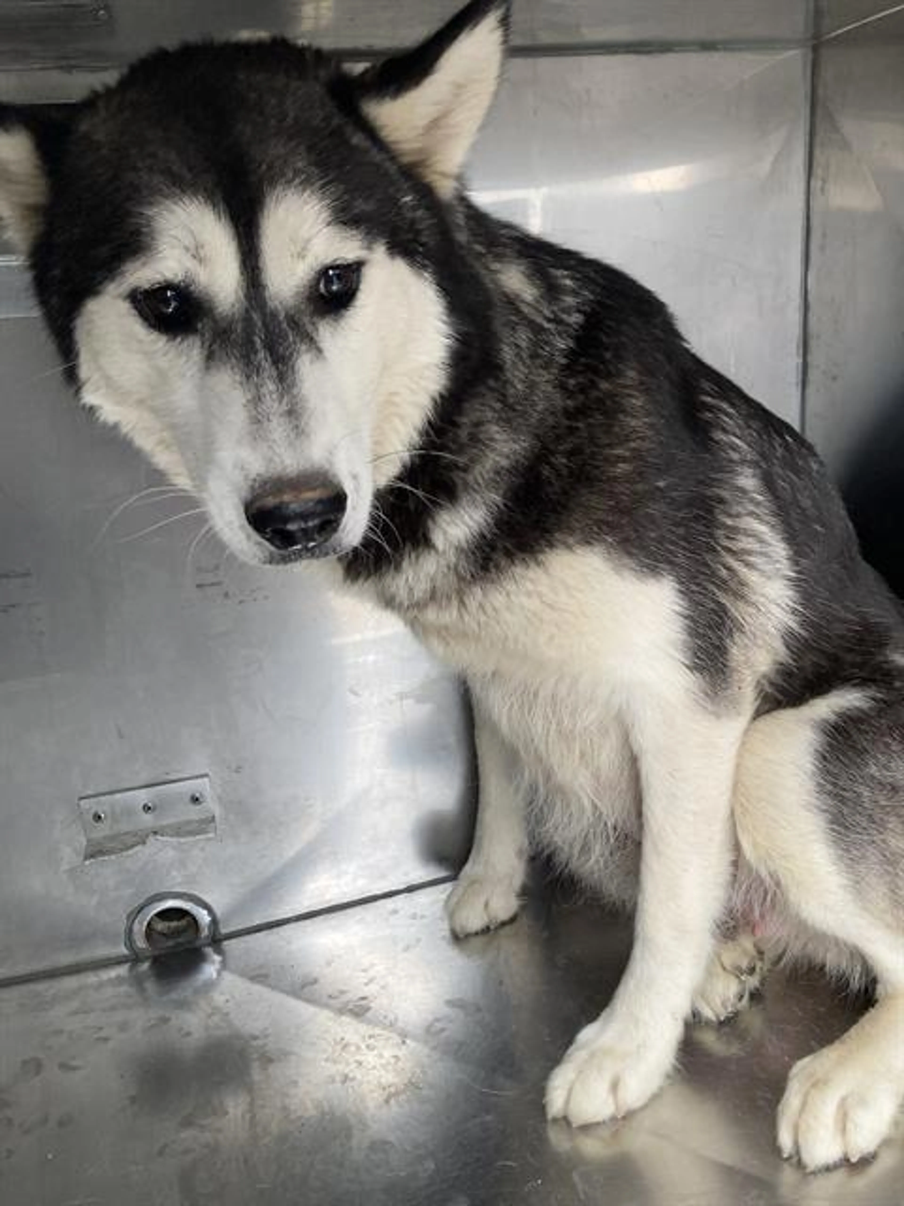 Found pet