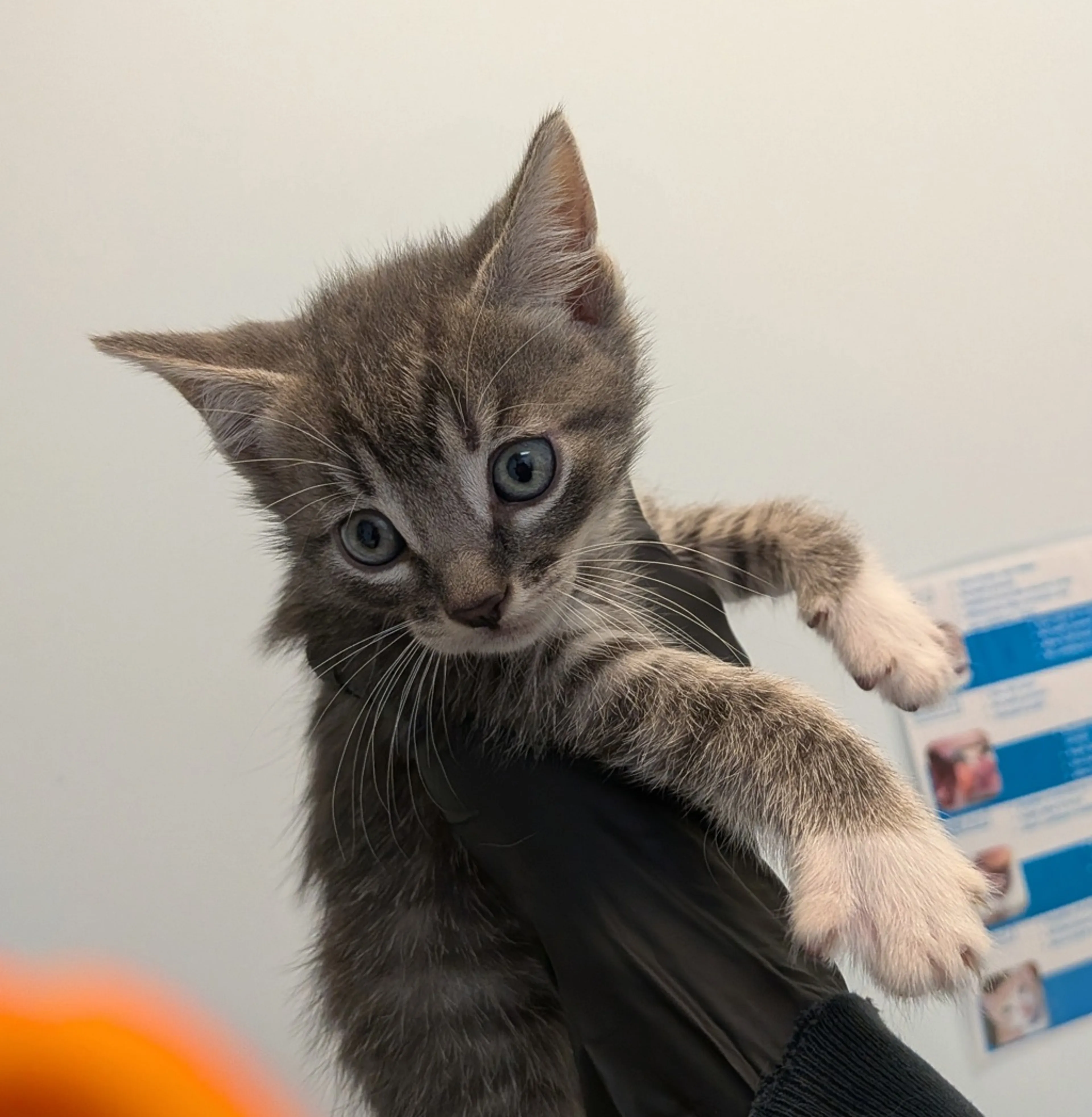 Found pet