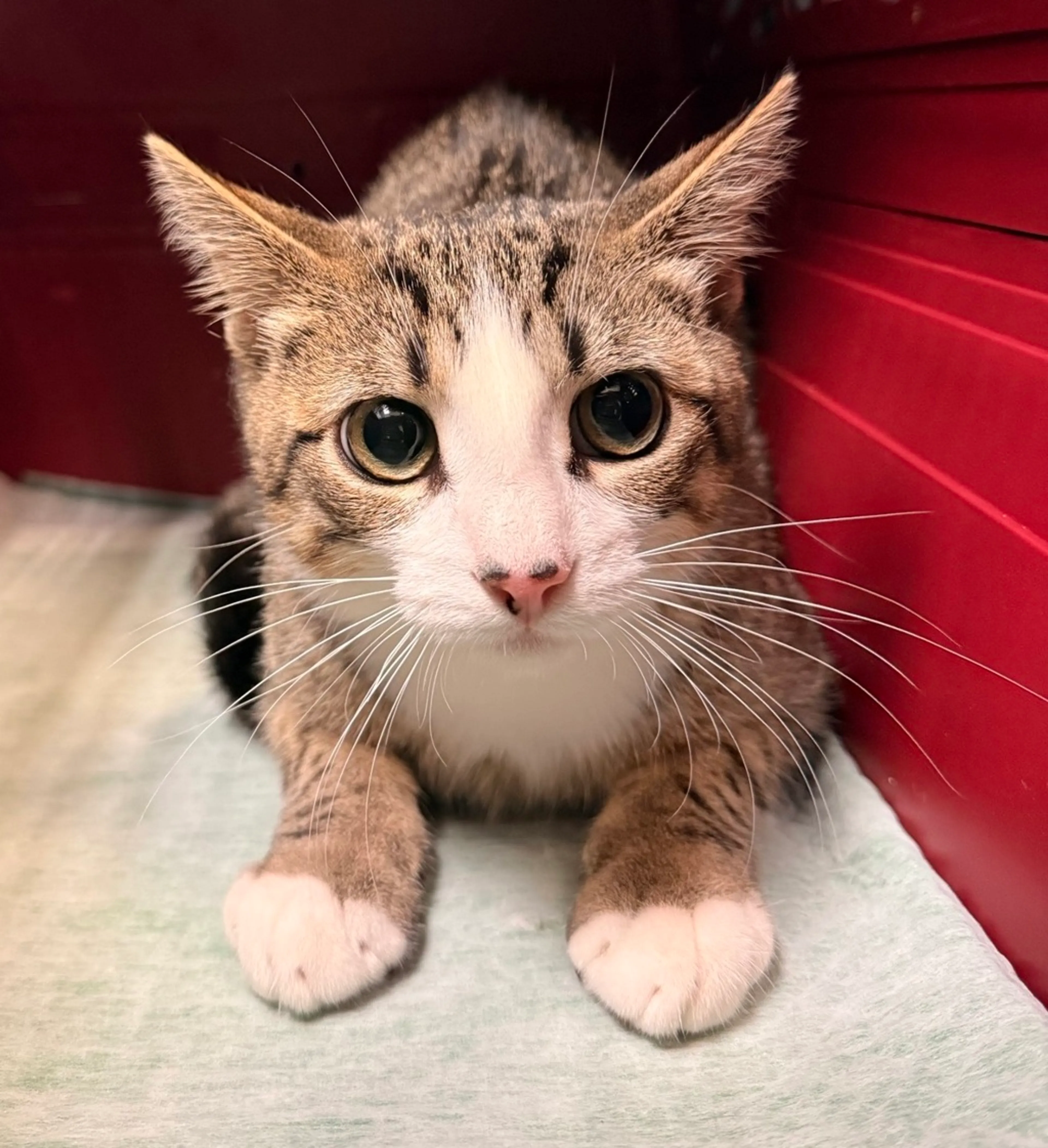Found pet