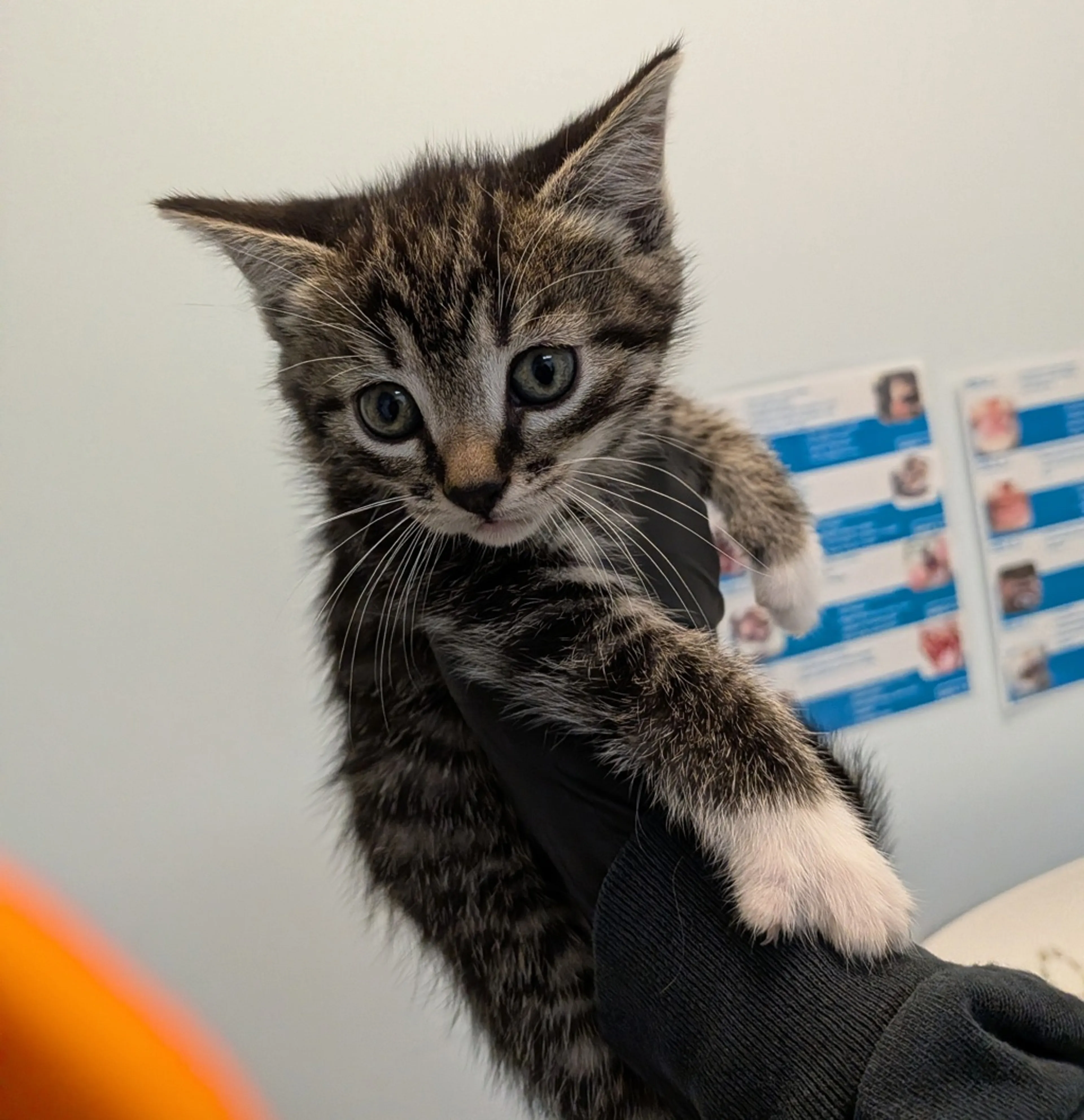 Found pet