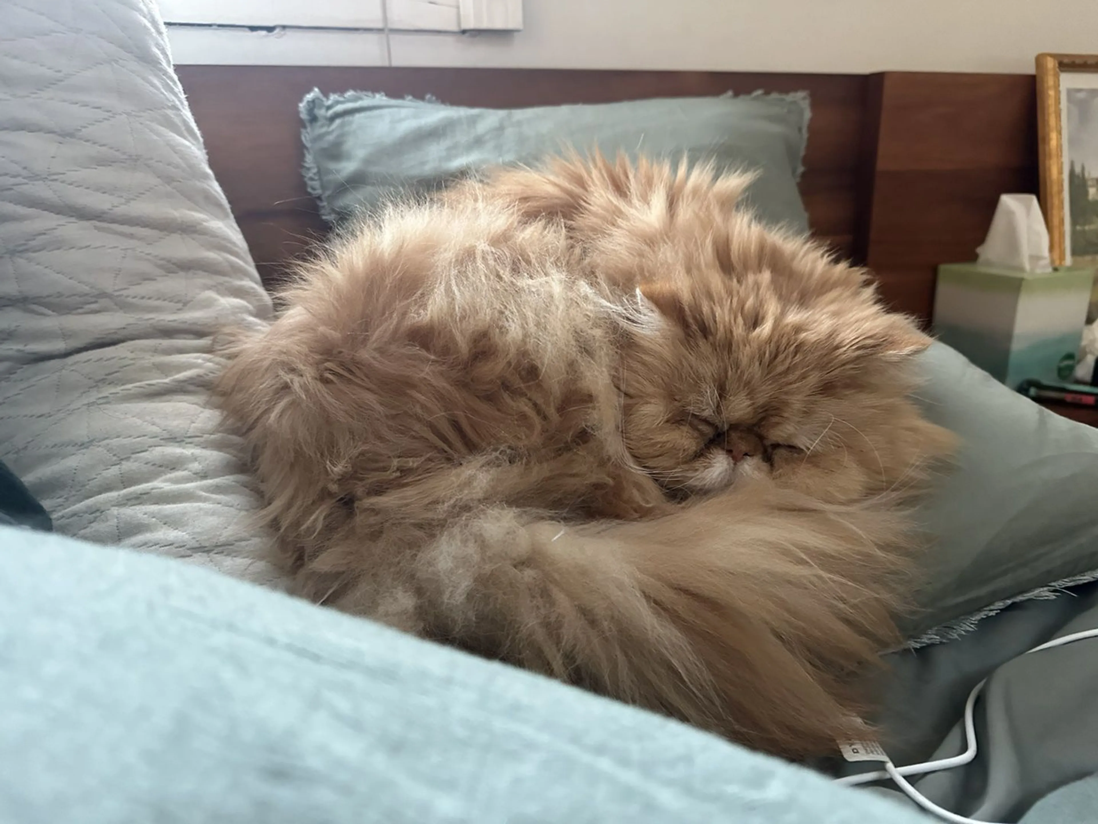 Lost pet-0