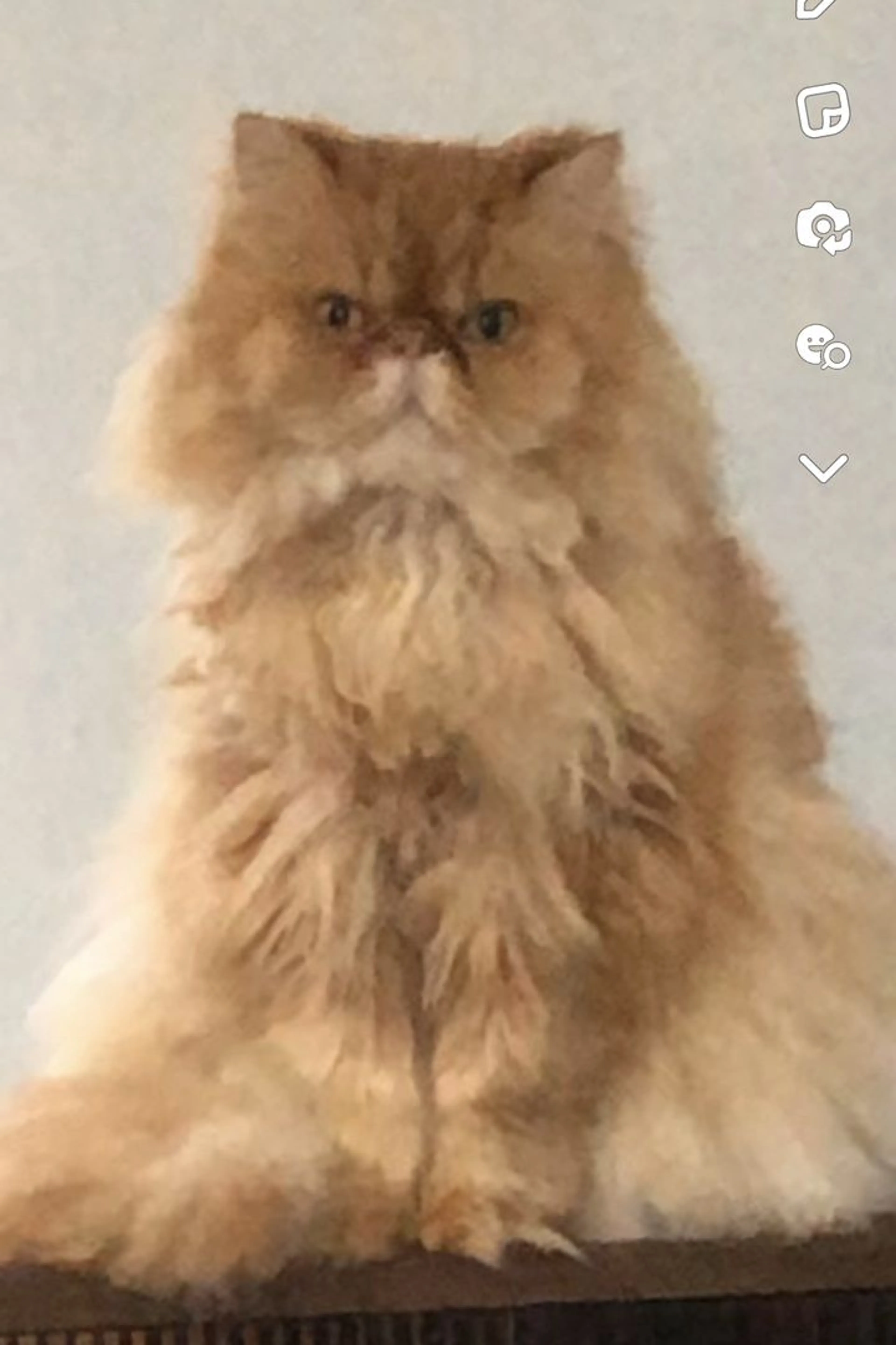 Lost pet-1