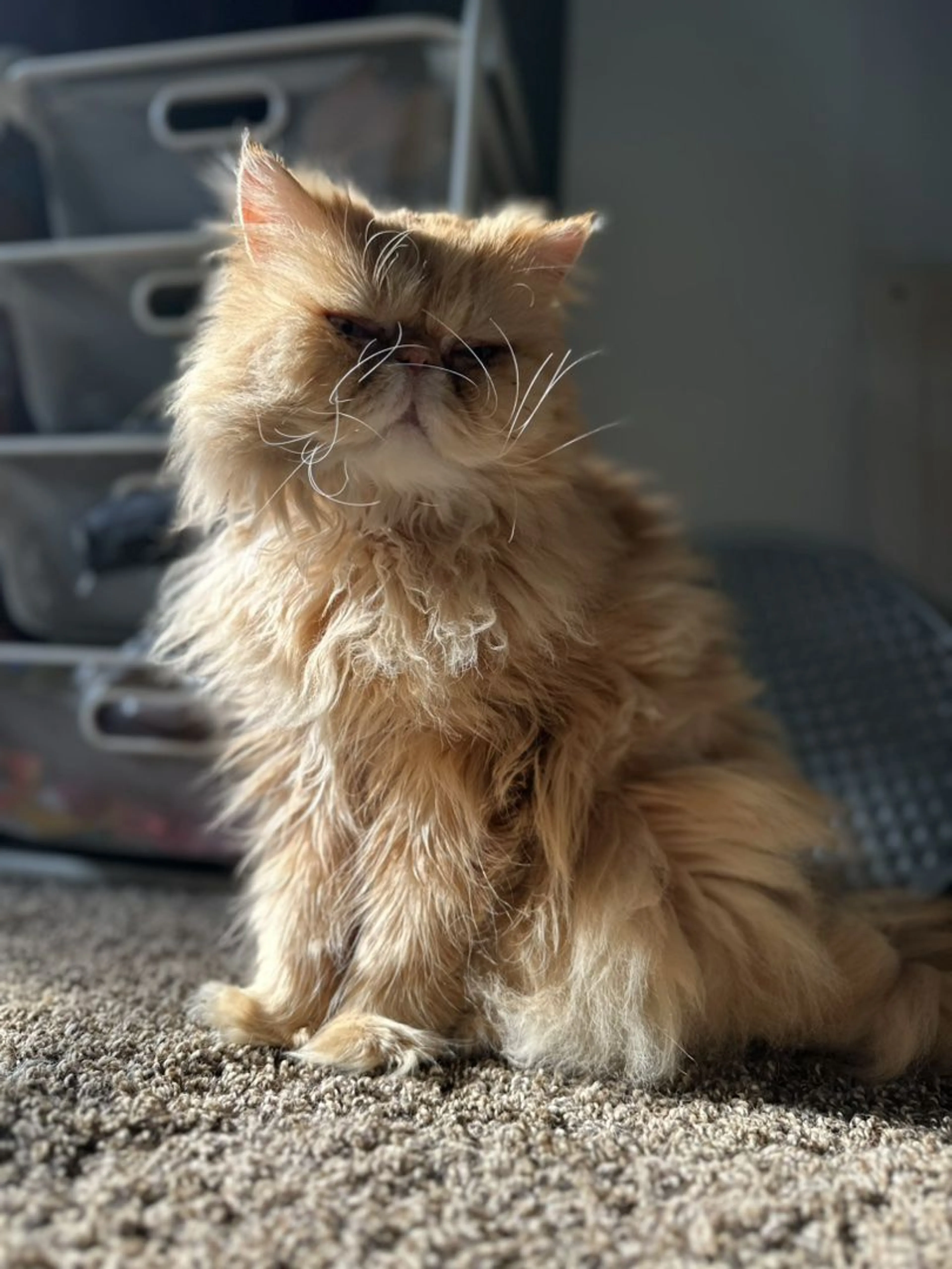 Lost pet-2