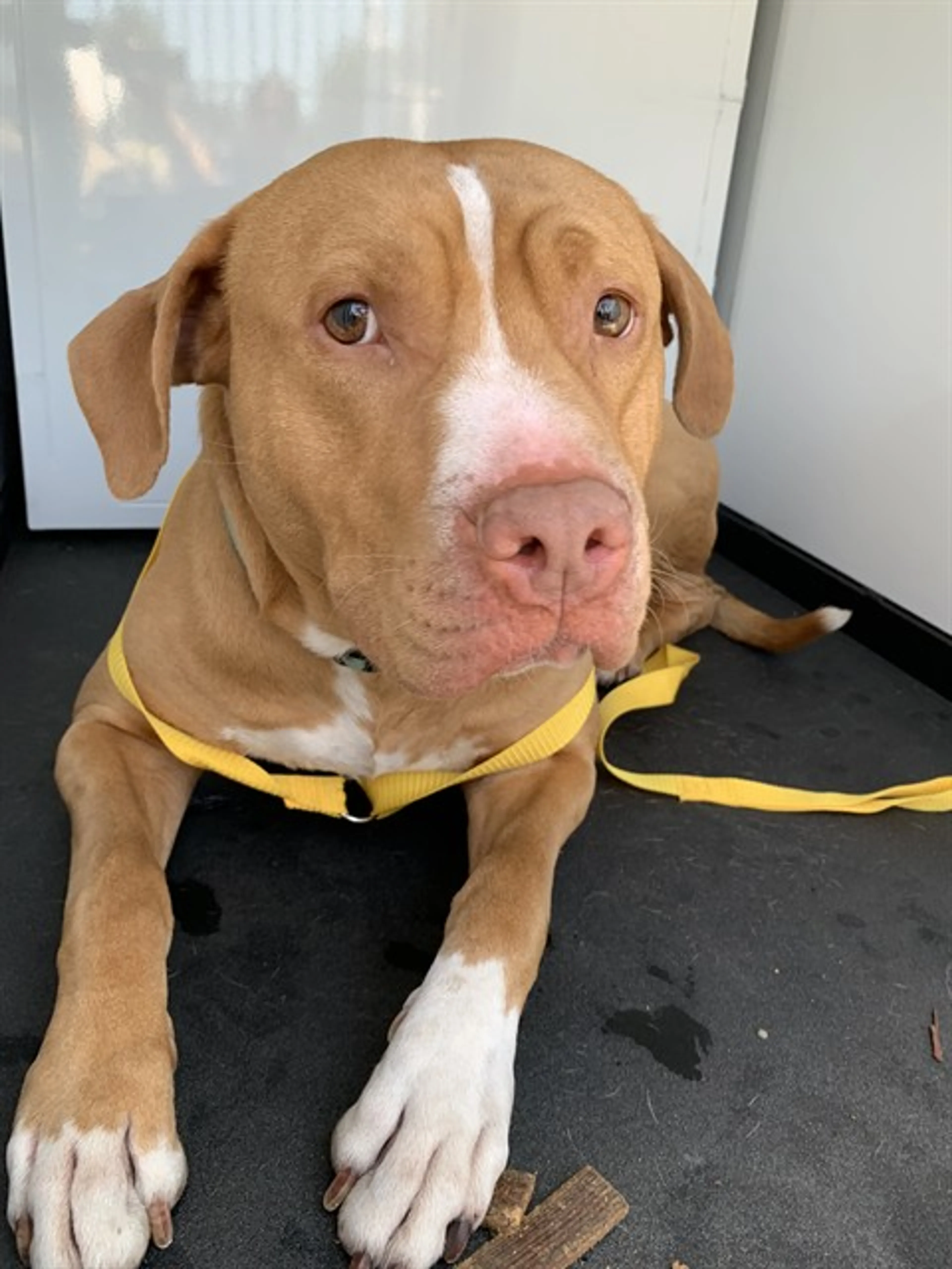 Found pet