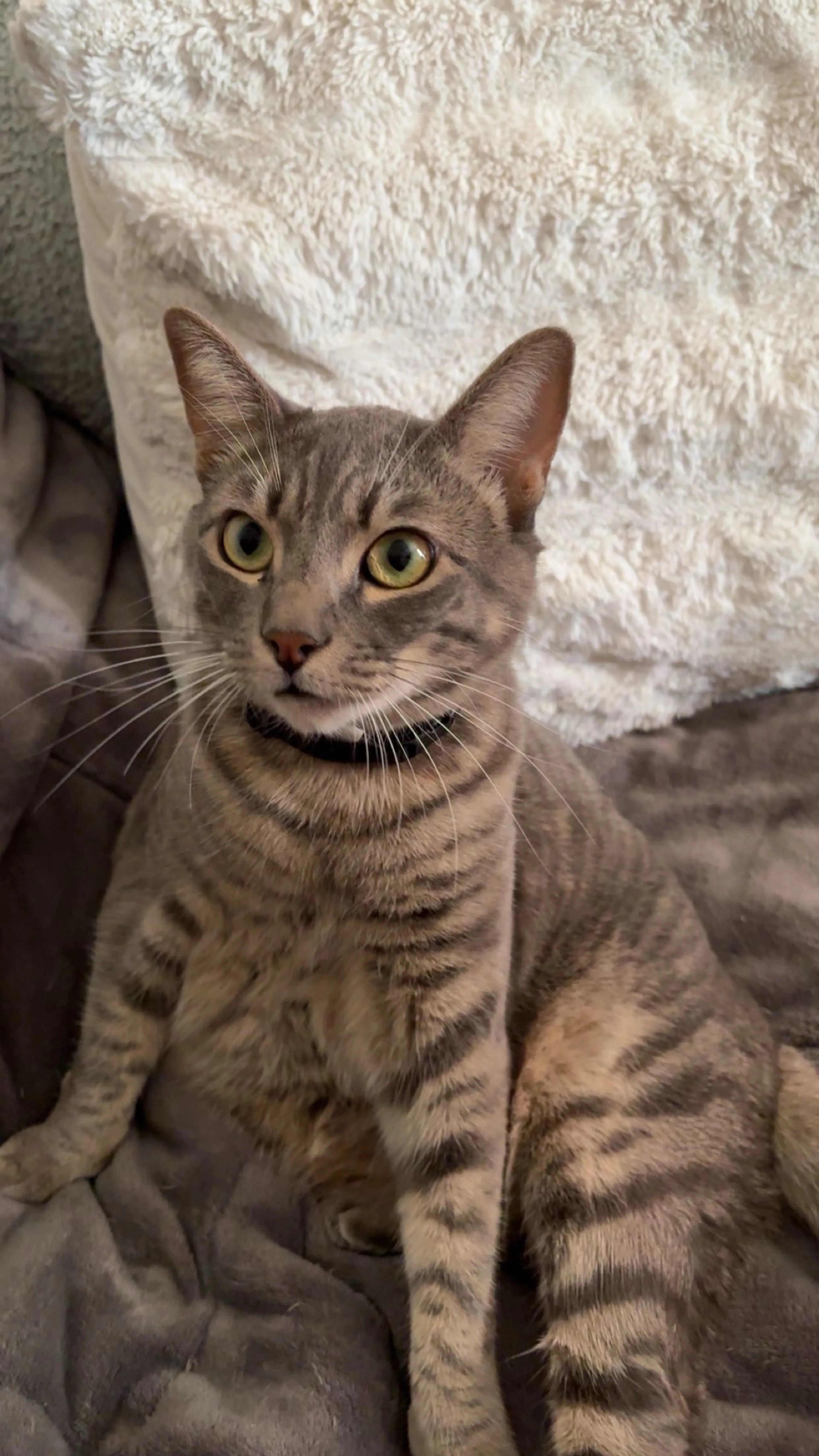 Lost pet