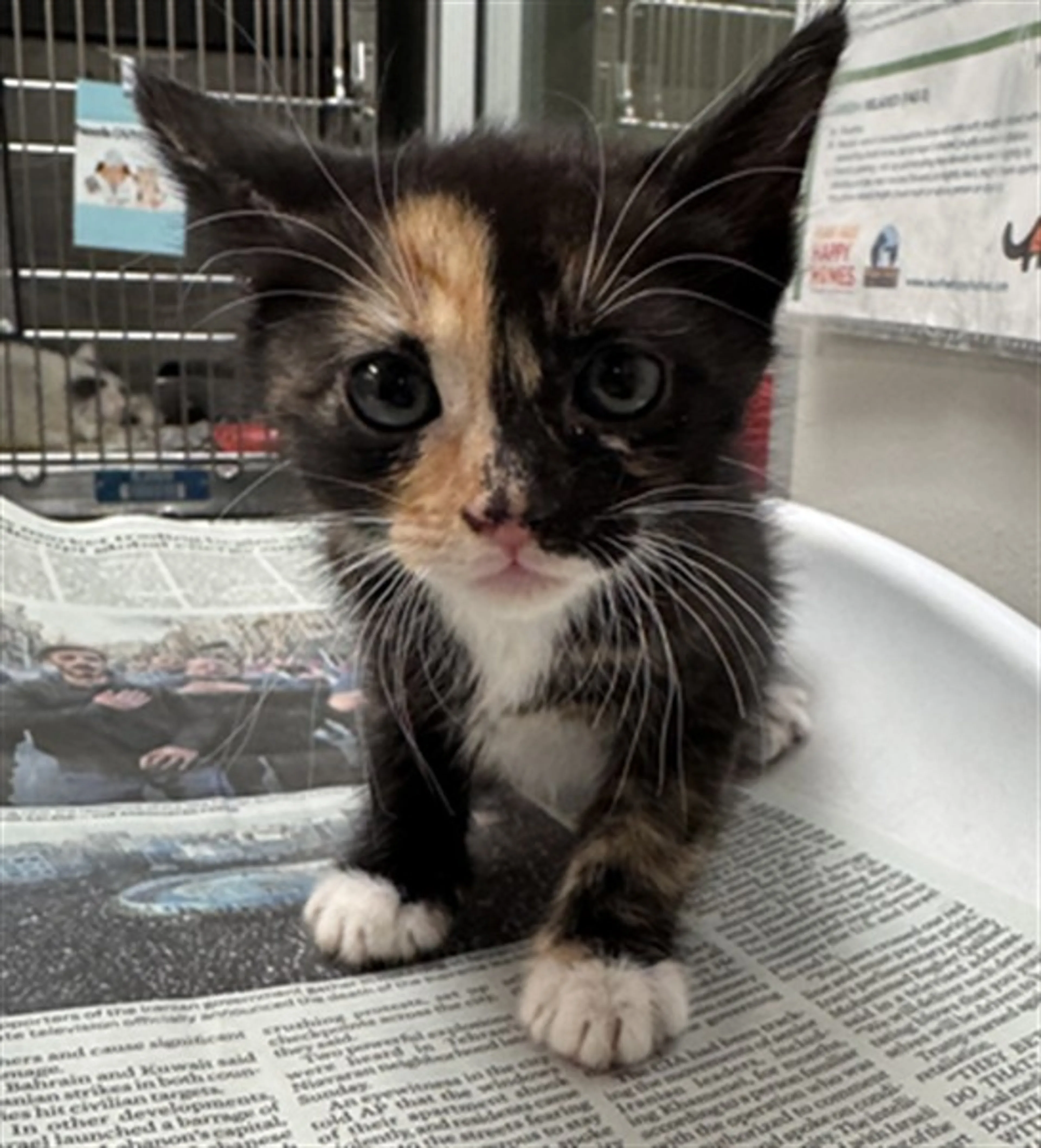 Found pet