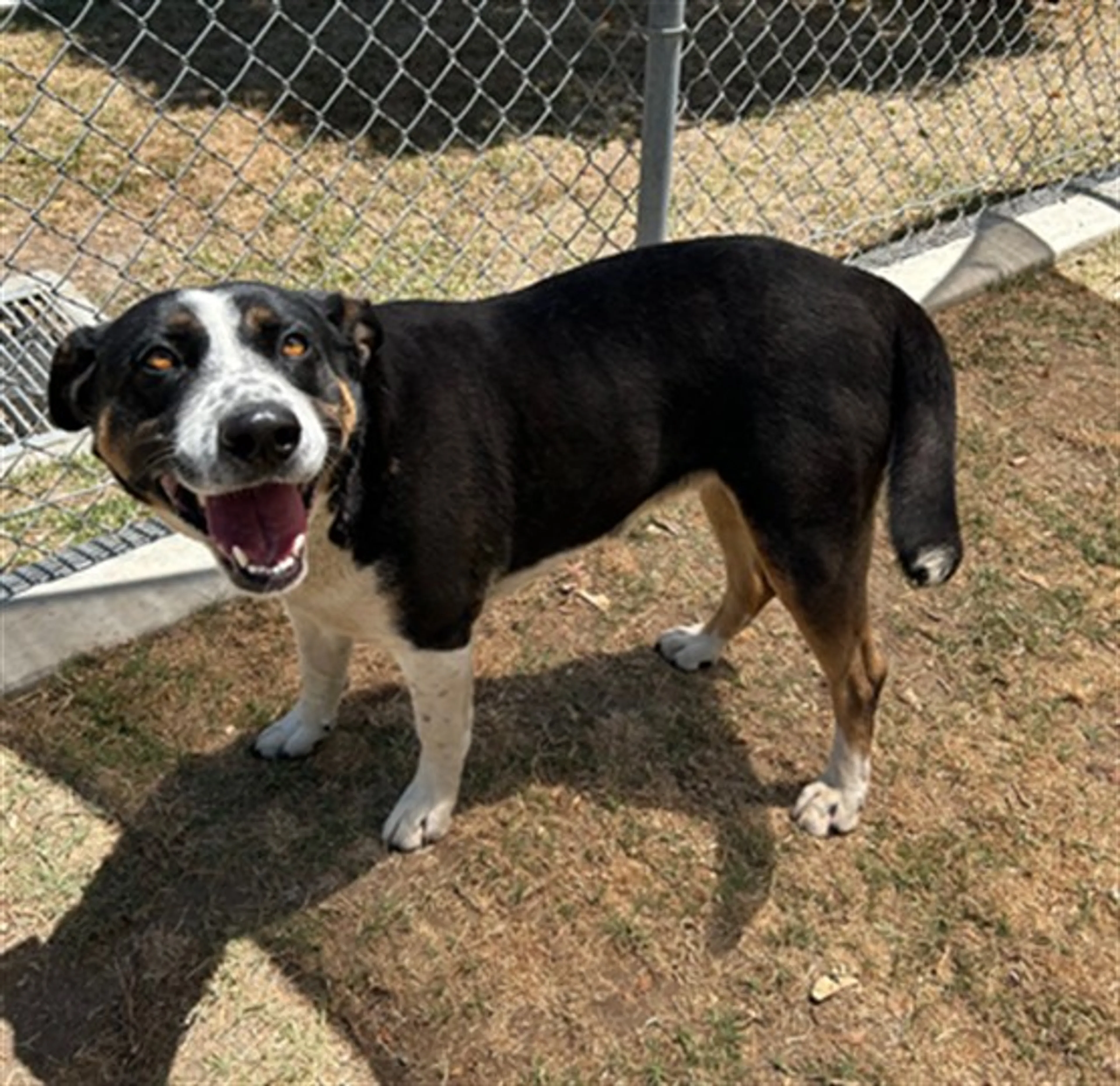 Found pet