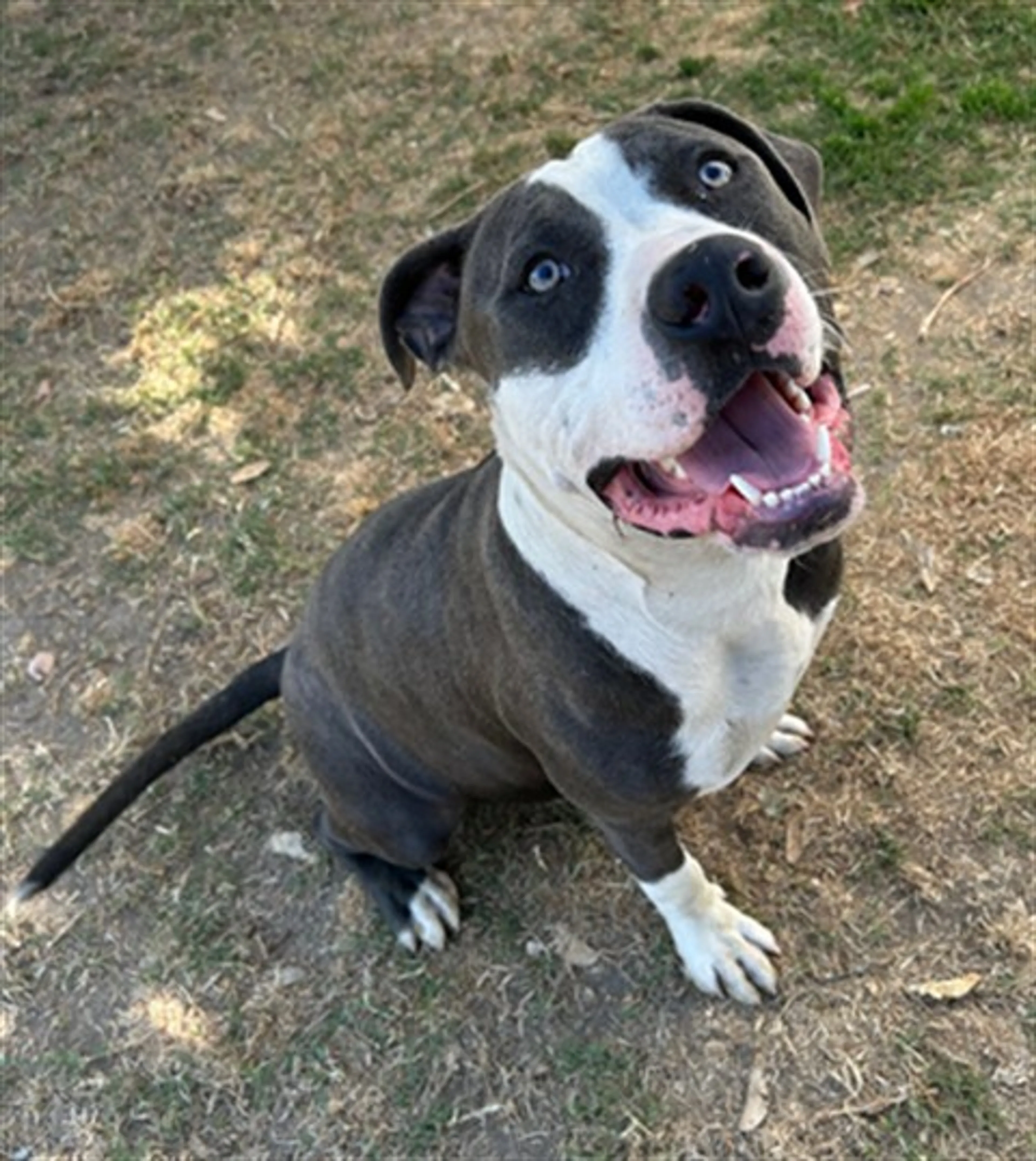 Found pet