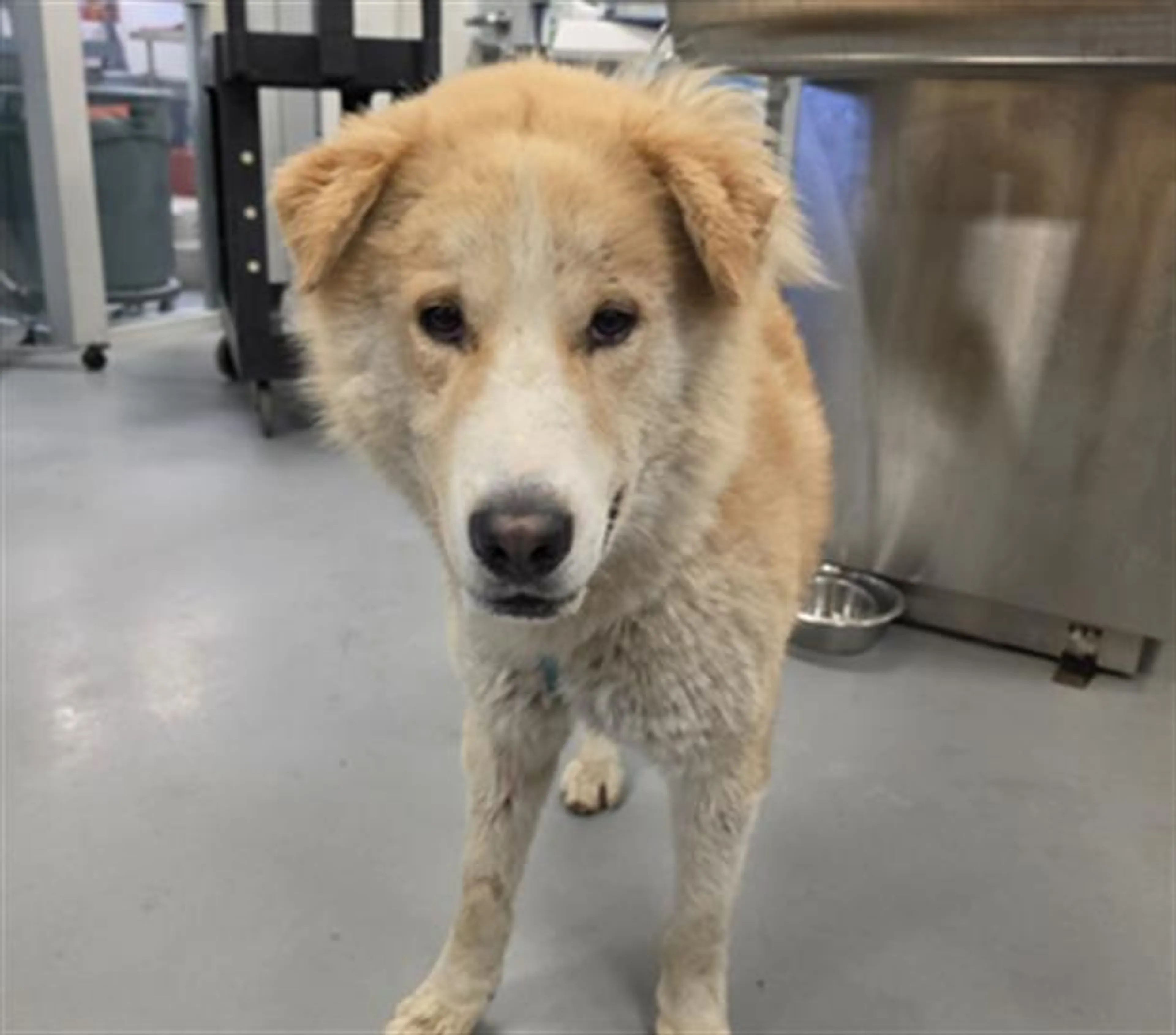 Found pet