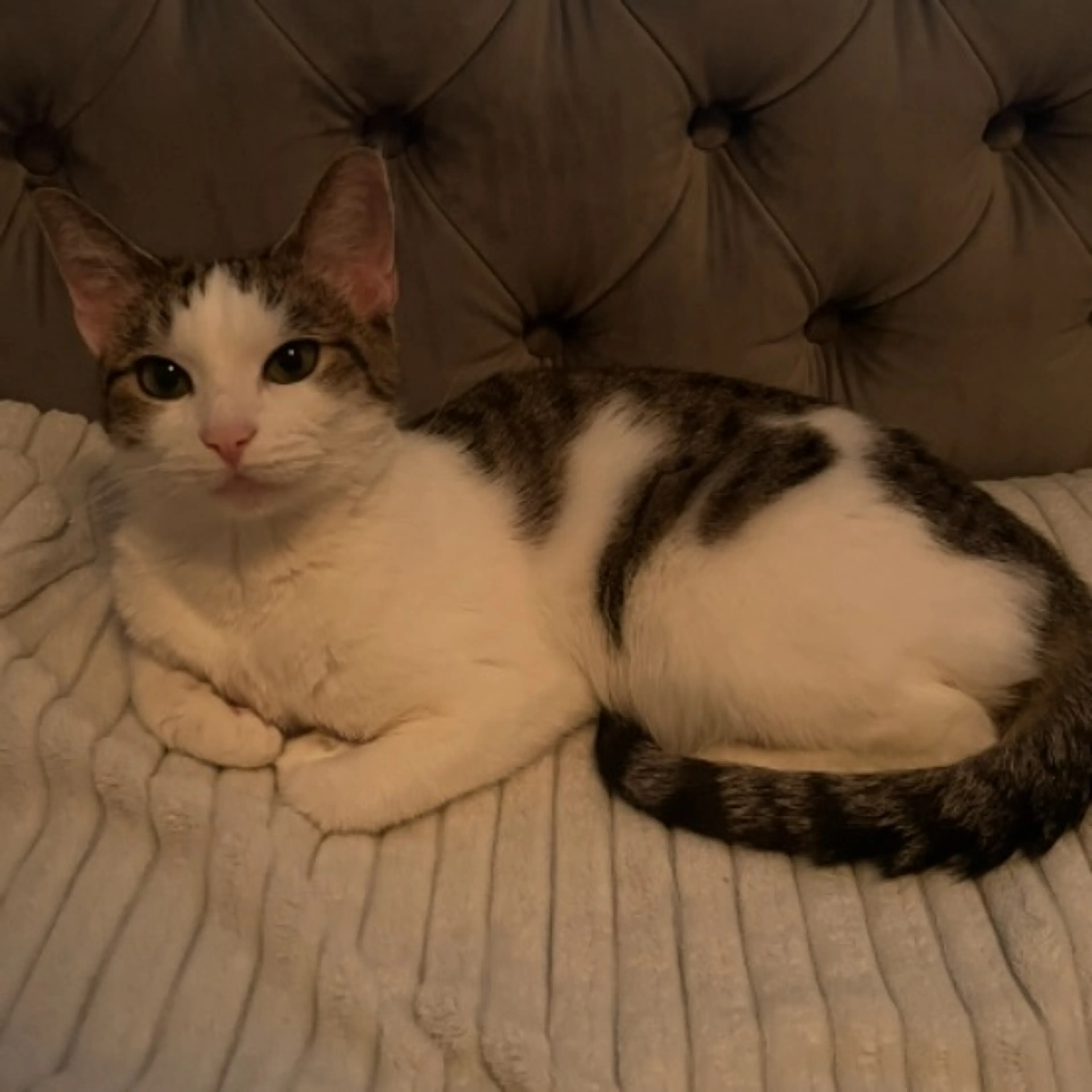 Lost pet