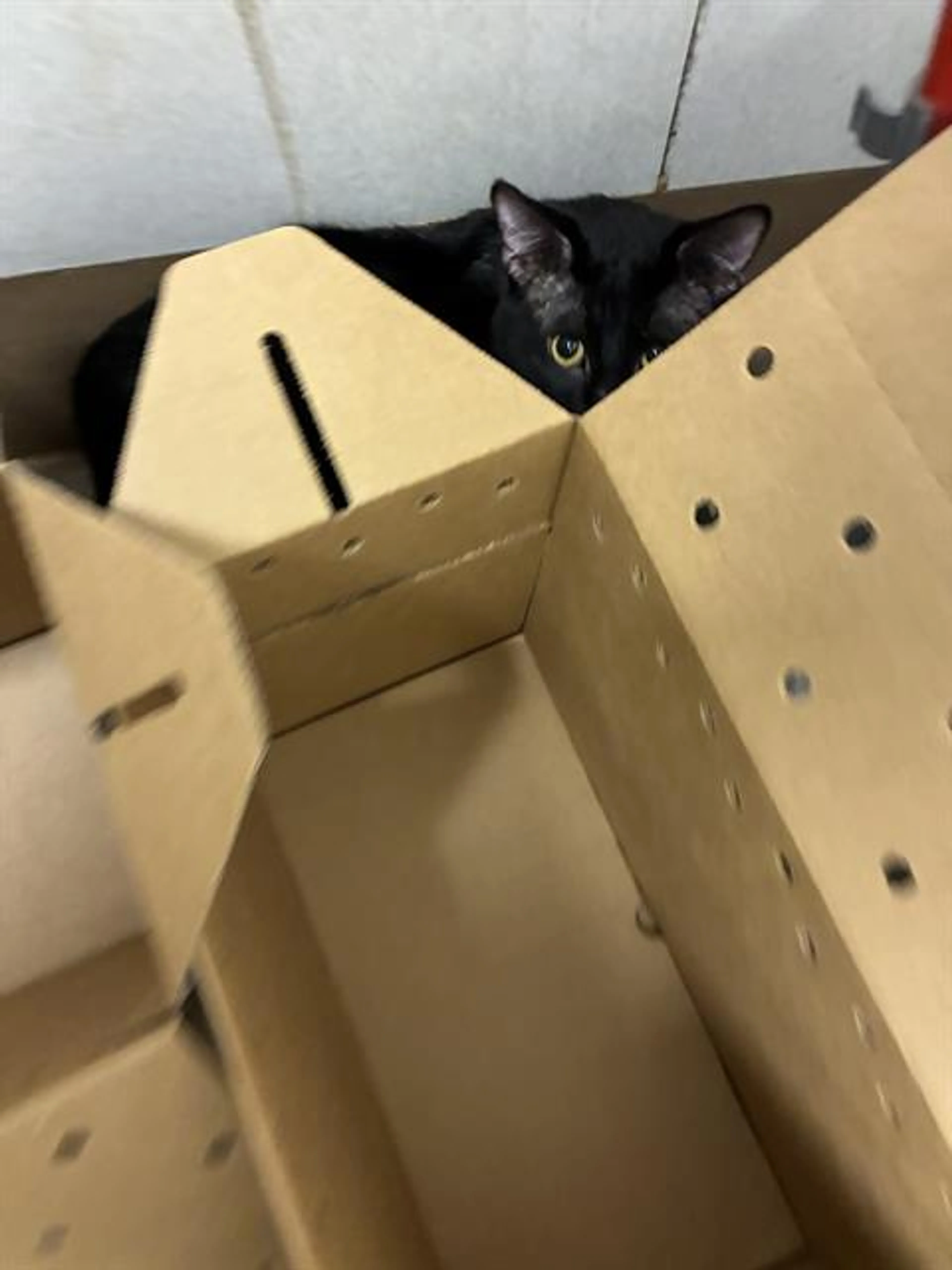 Found pet