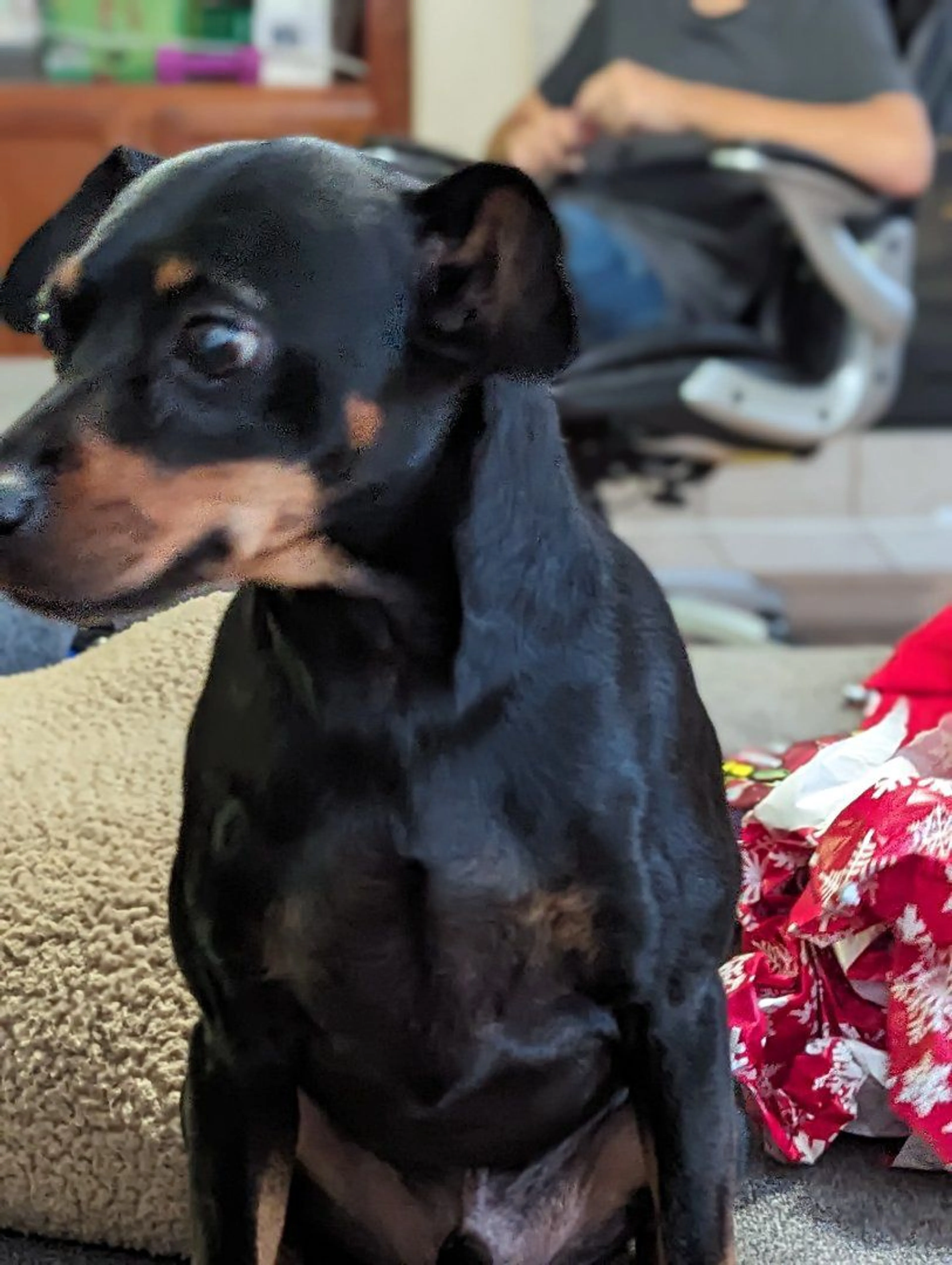 Lost pet-1