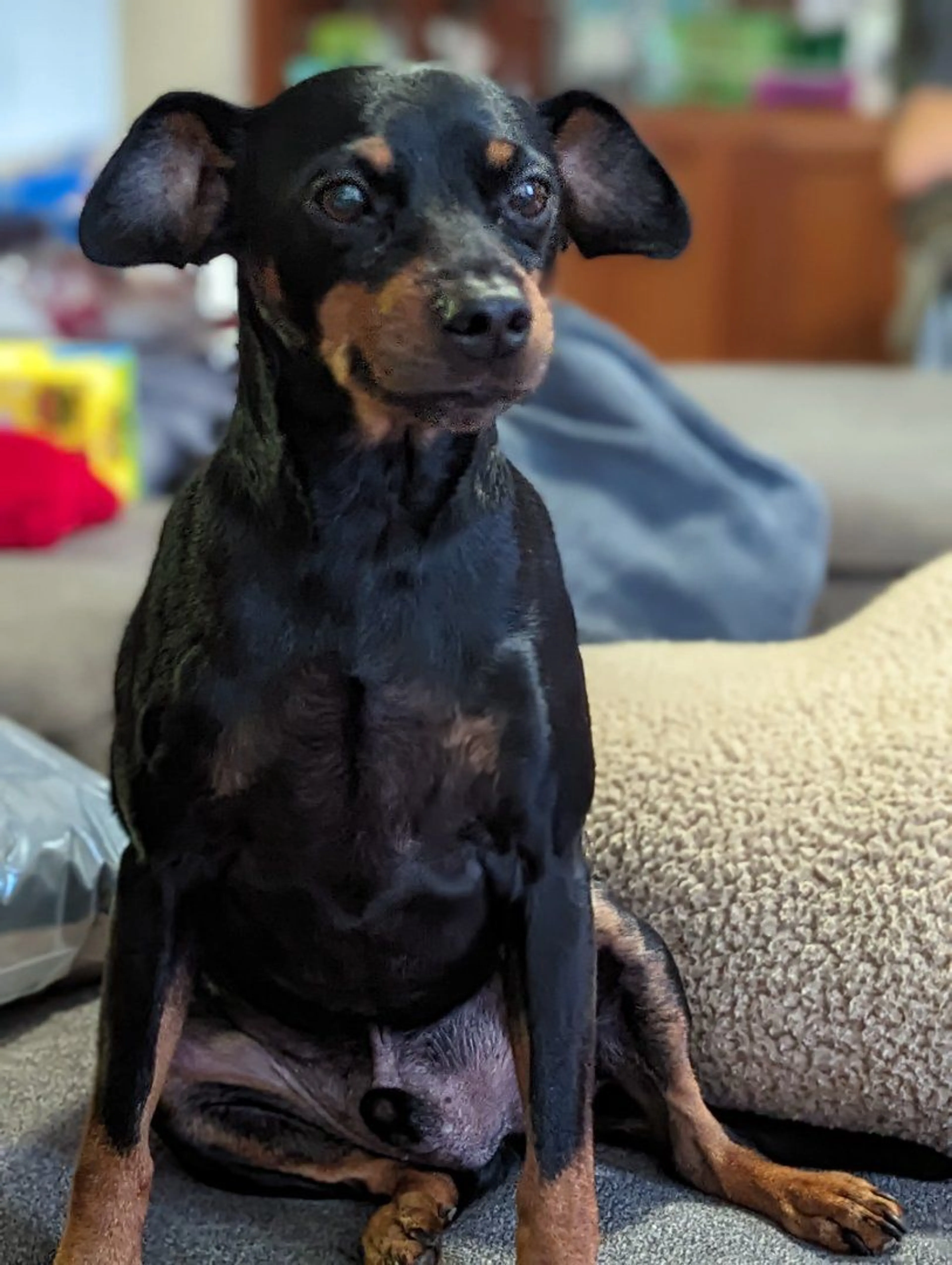 Lost pet-0