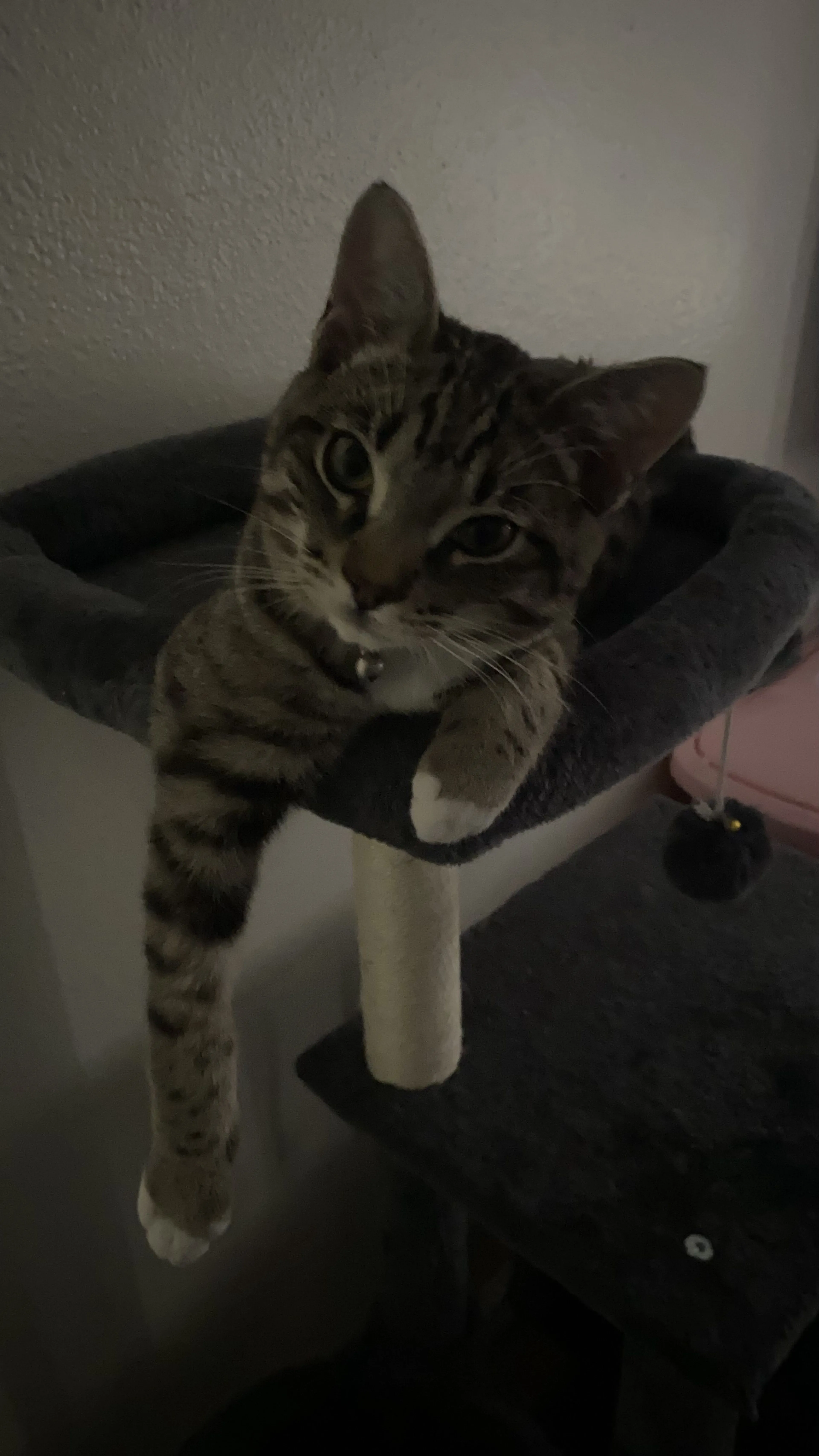 Lost pet
