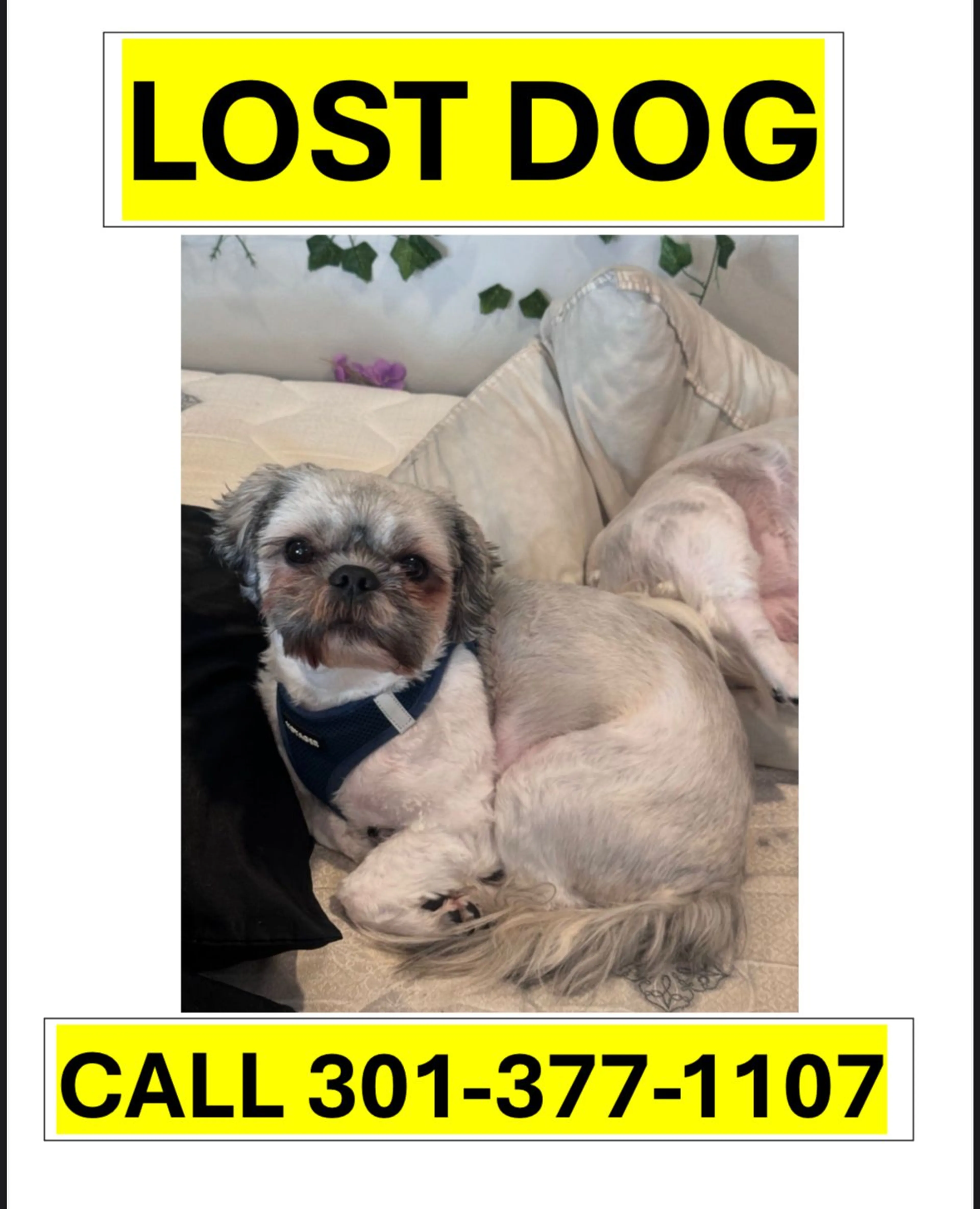 Lost pet-0