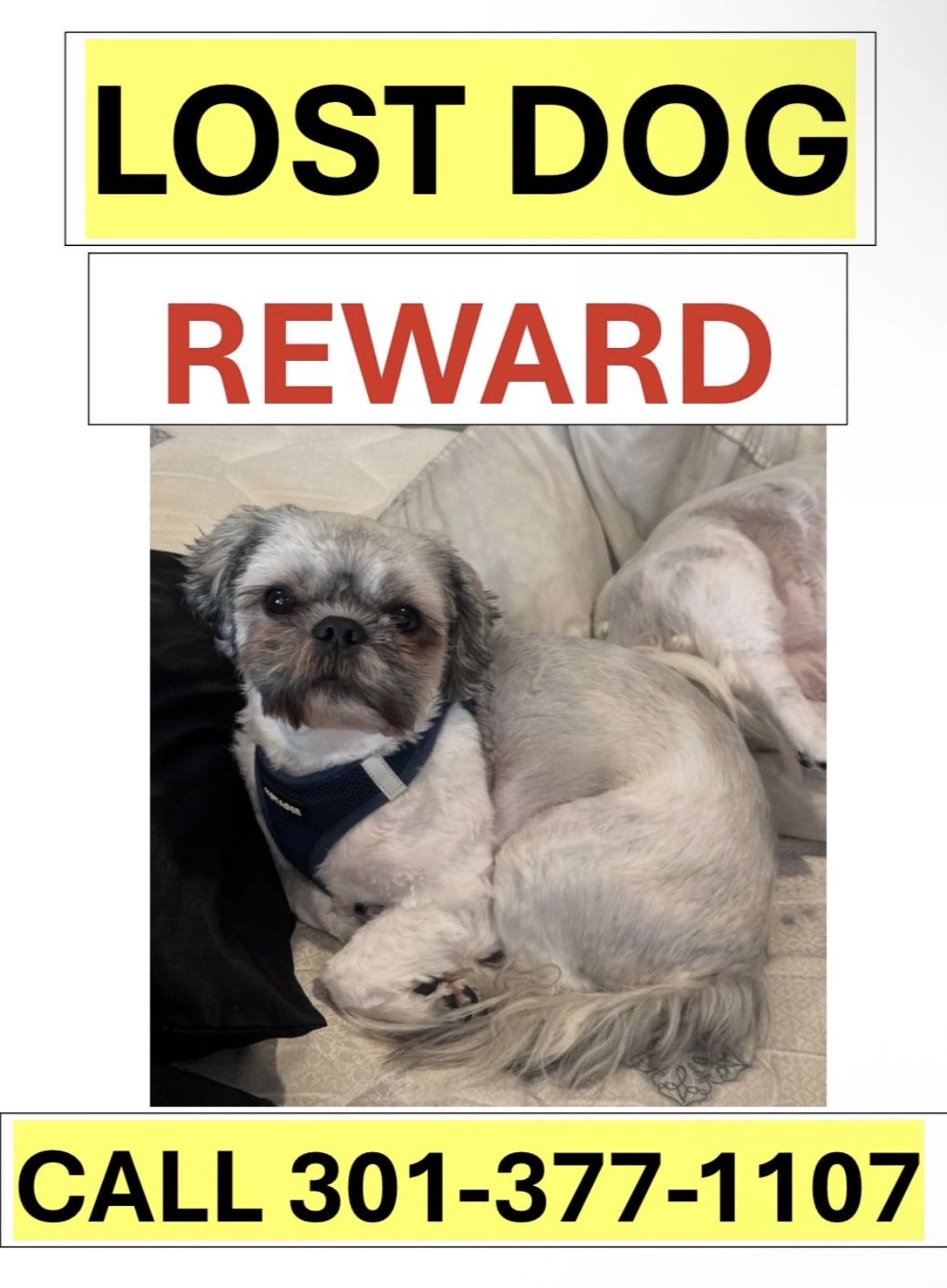 Lost pet-1