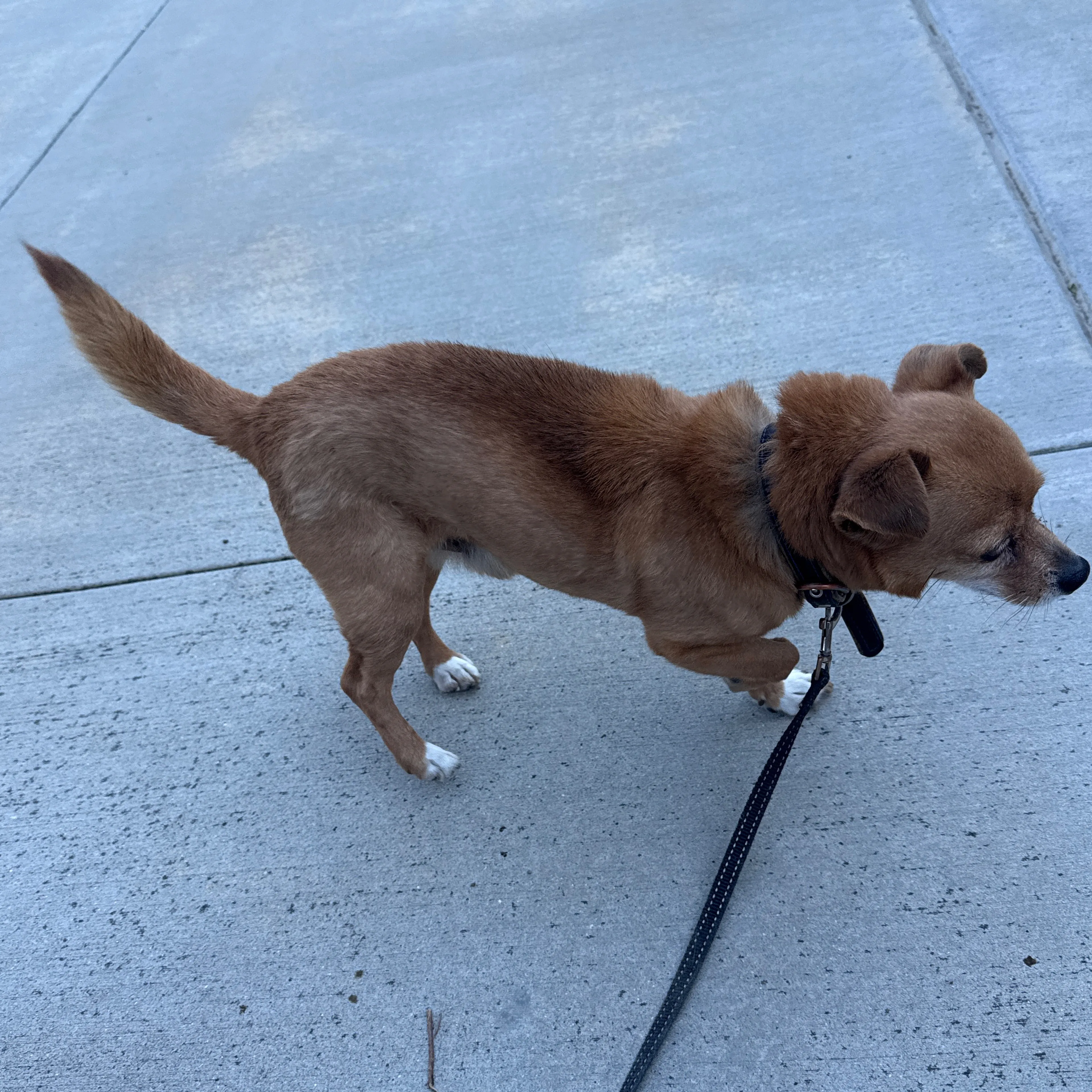 Found pet-1
