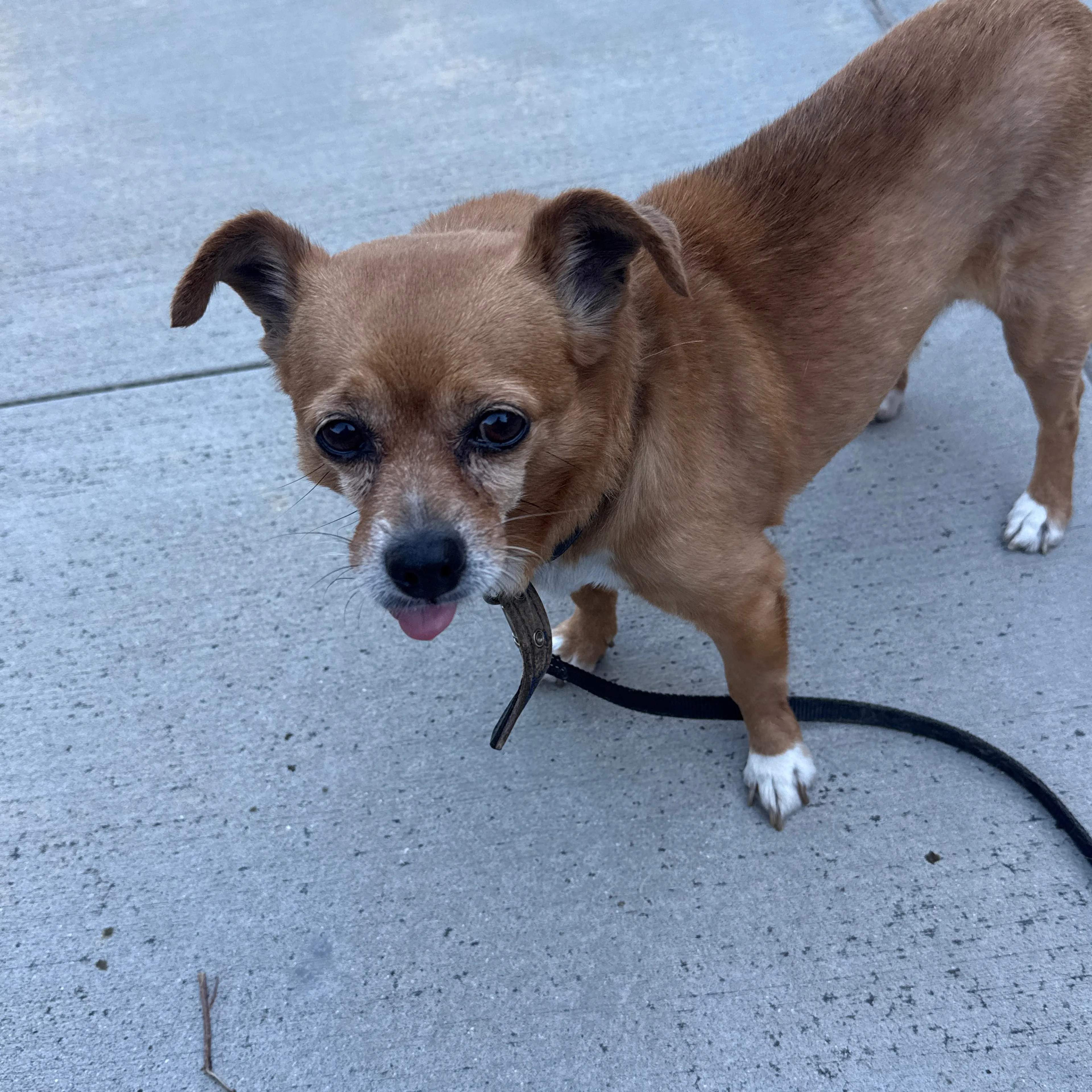 Found pet-2