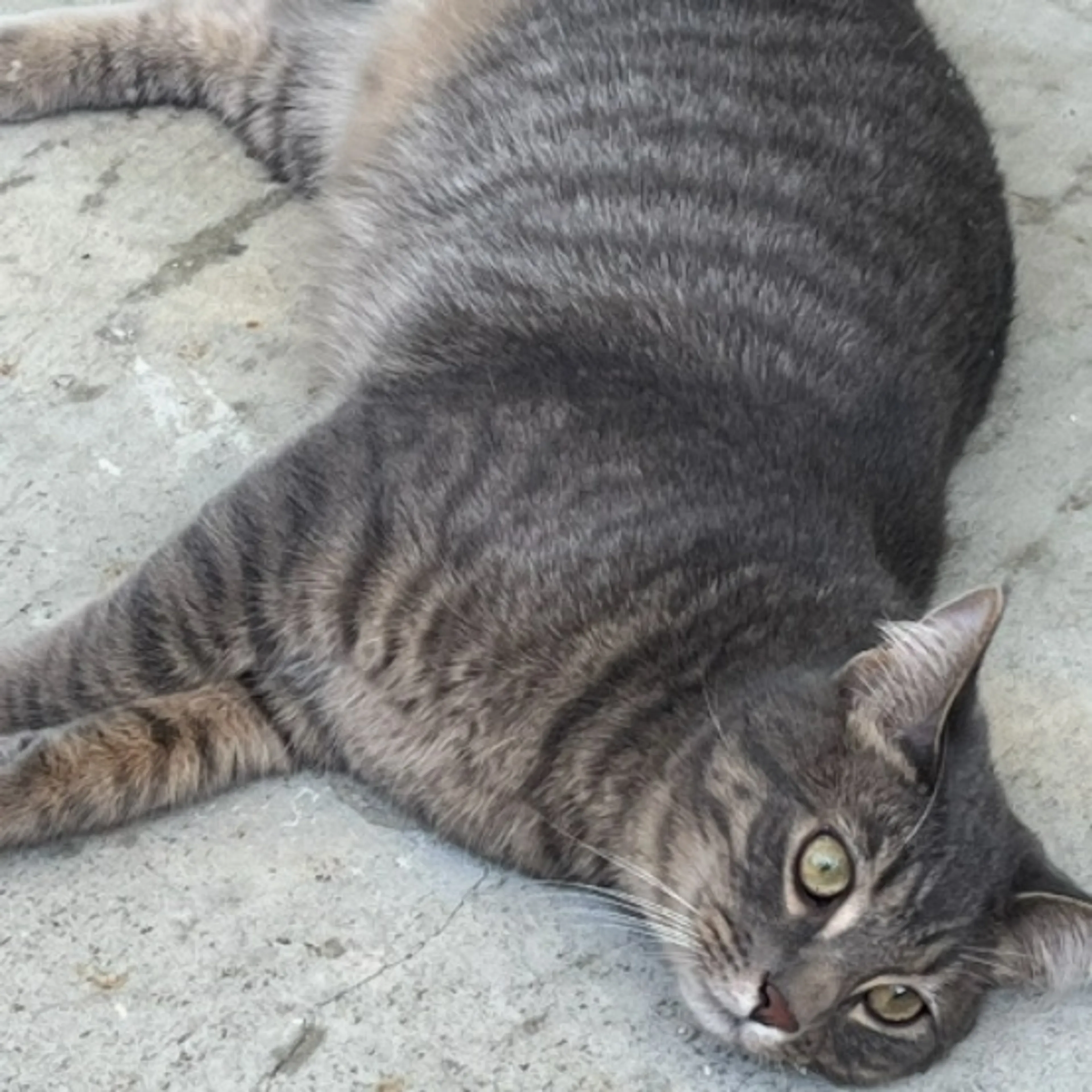Lost pet