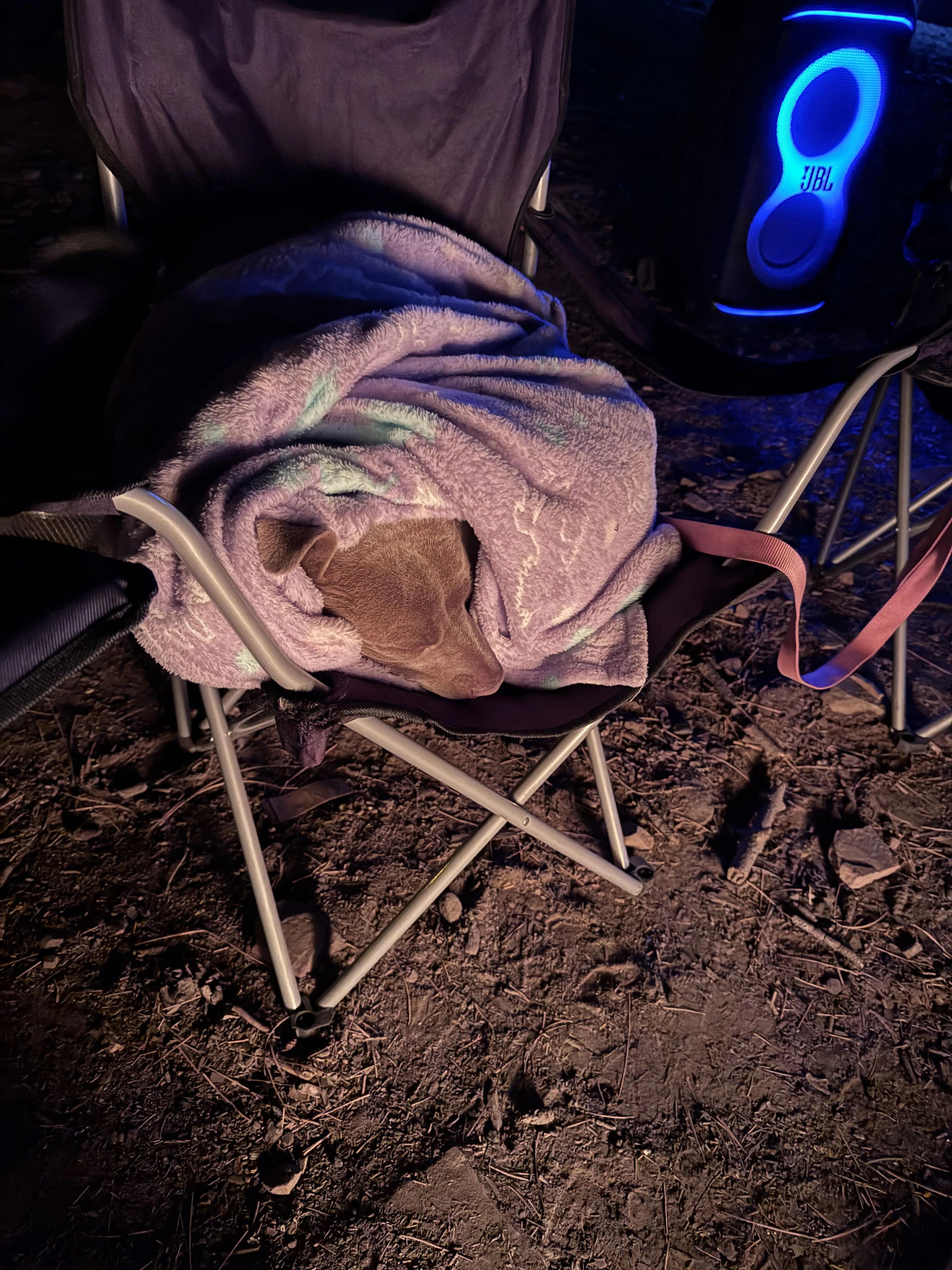 Lost pet-1