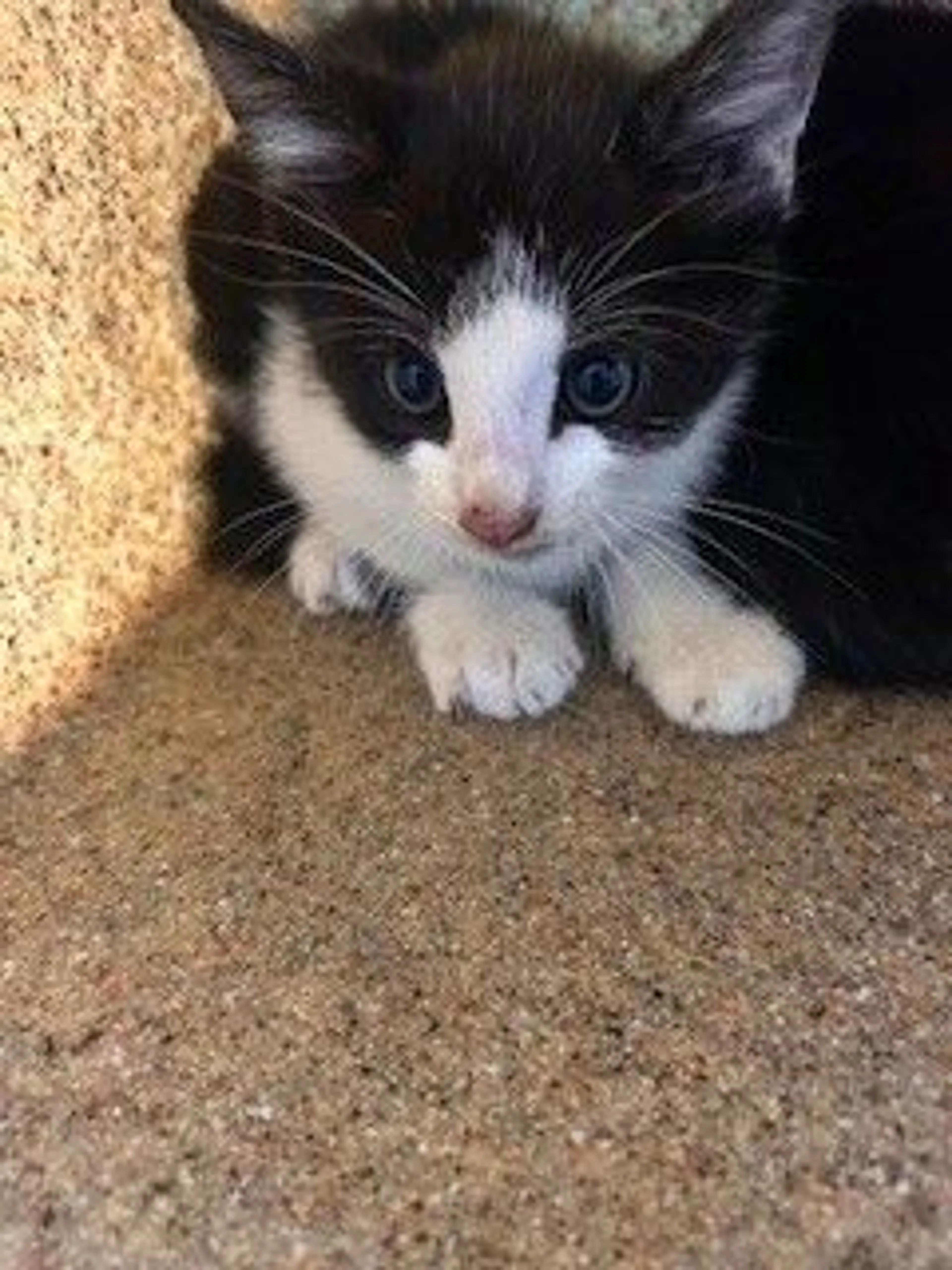 Found pet