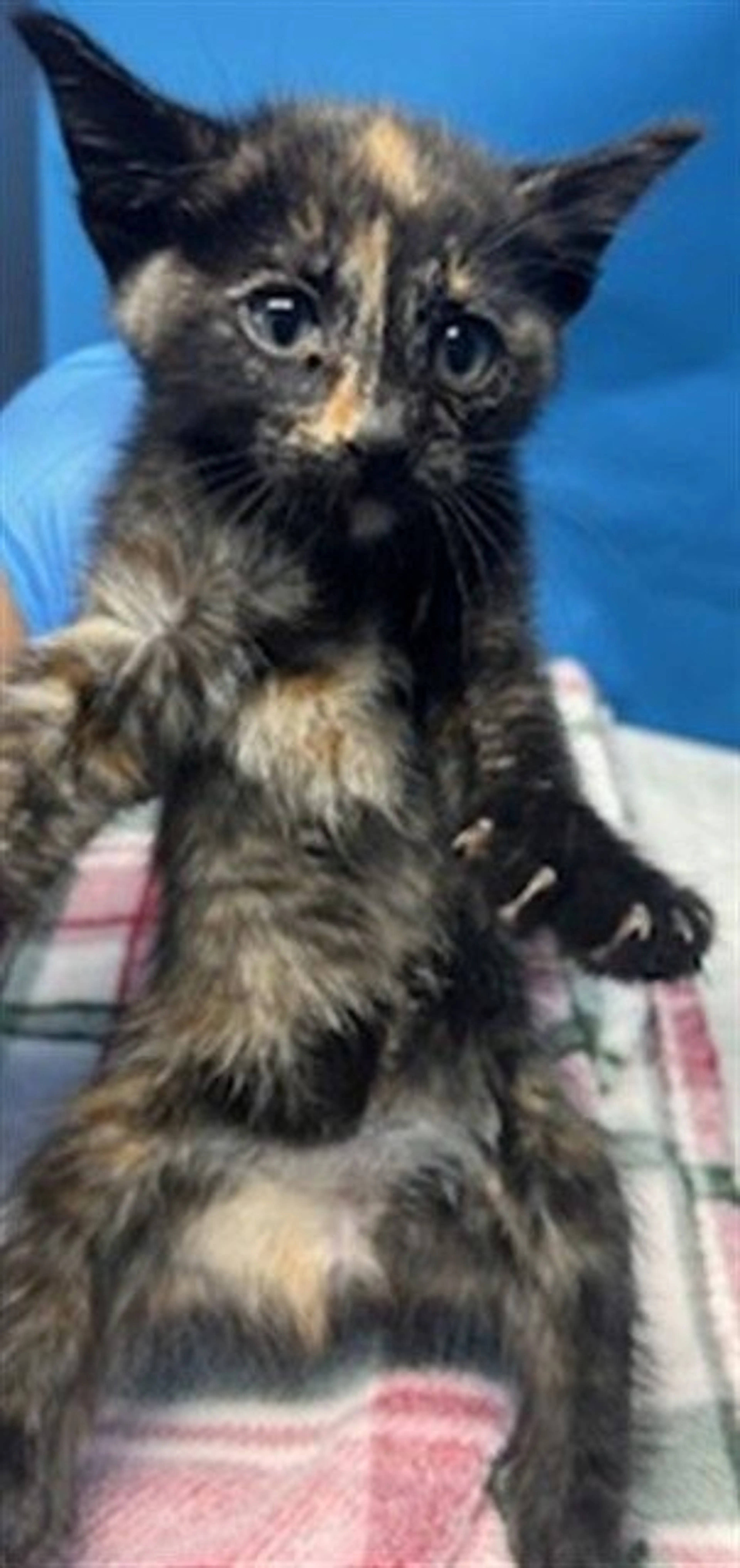 Found pet