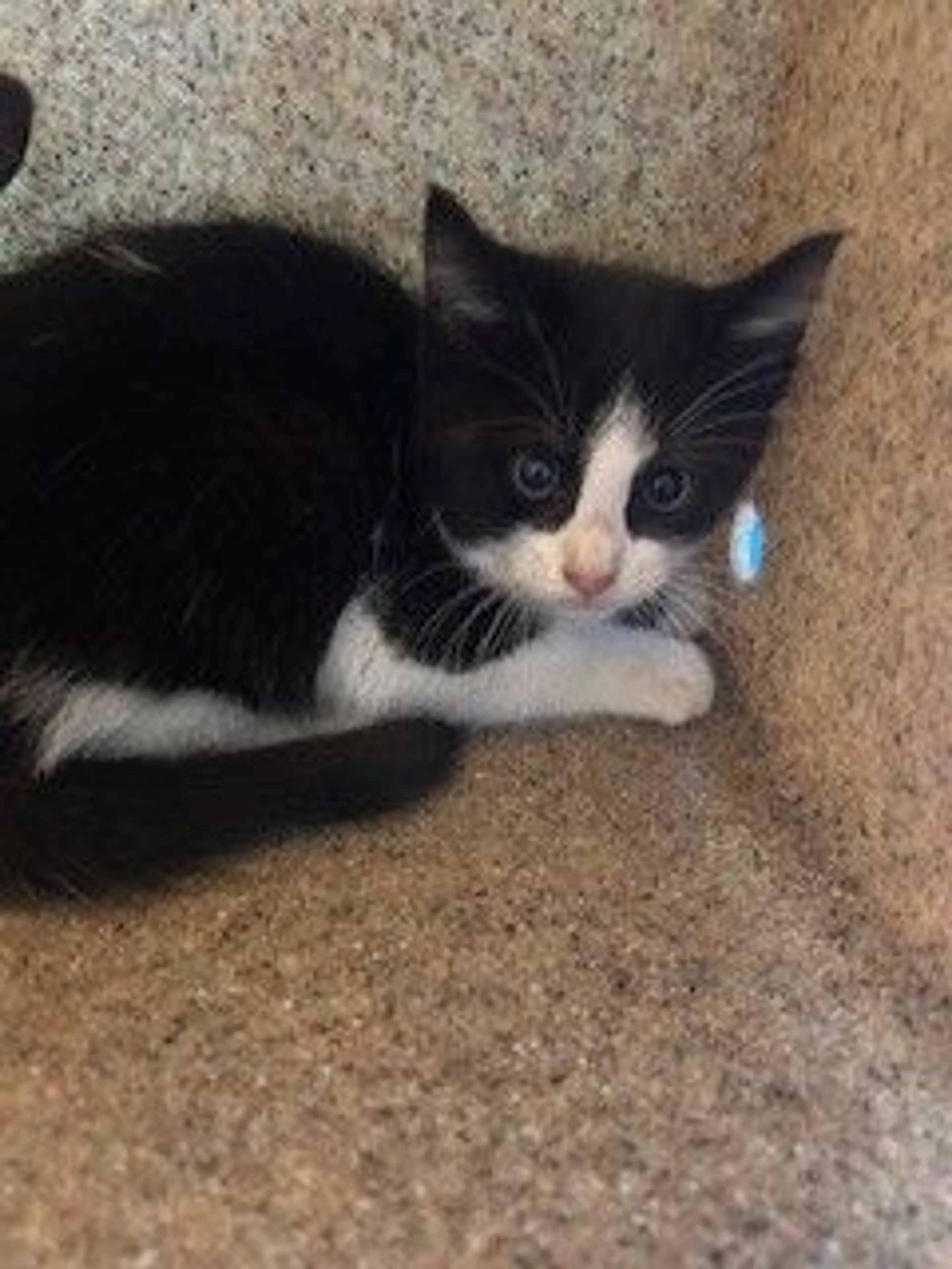 Found pet