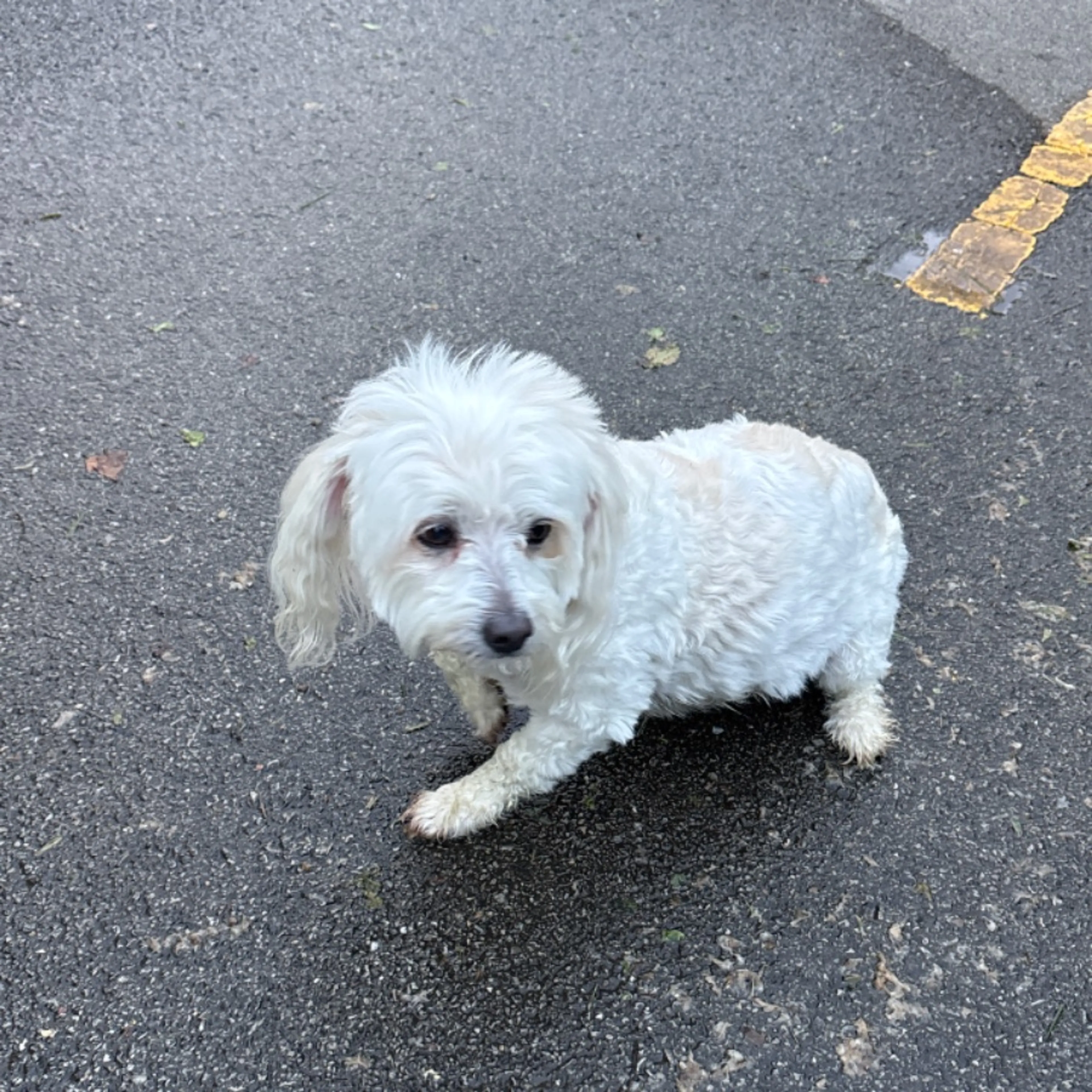 Found pet