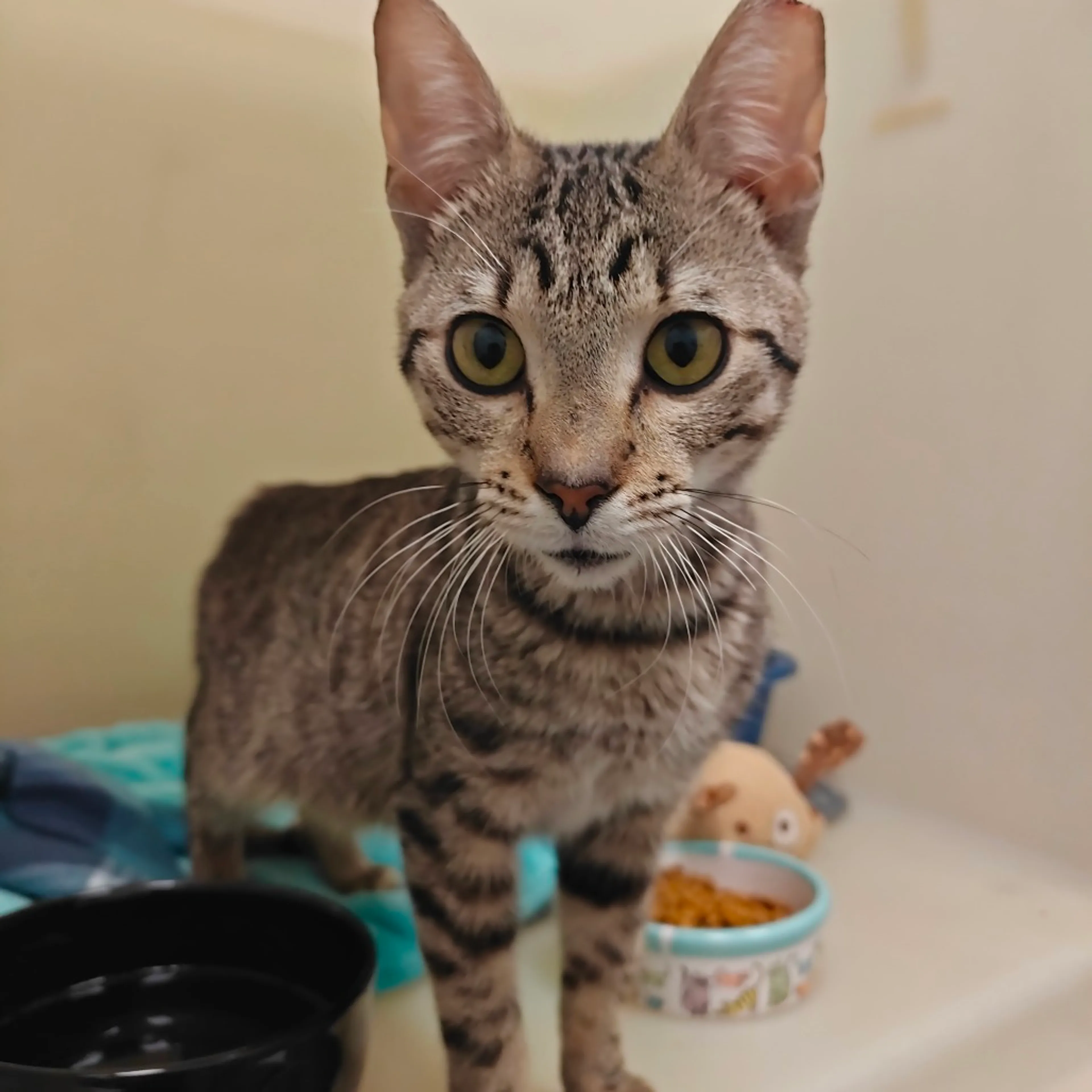 Found pet-1