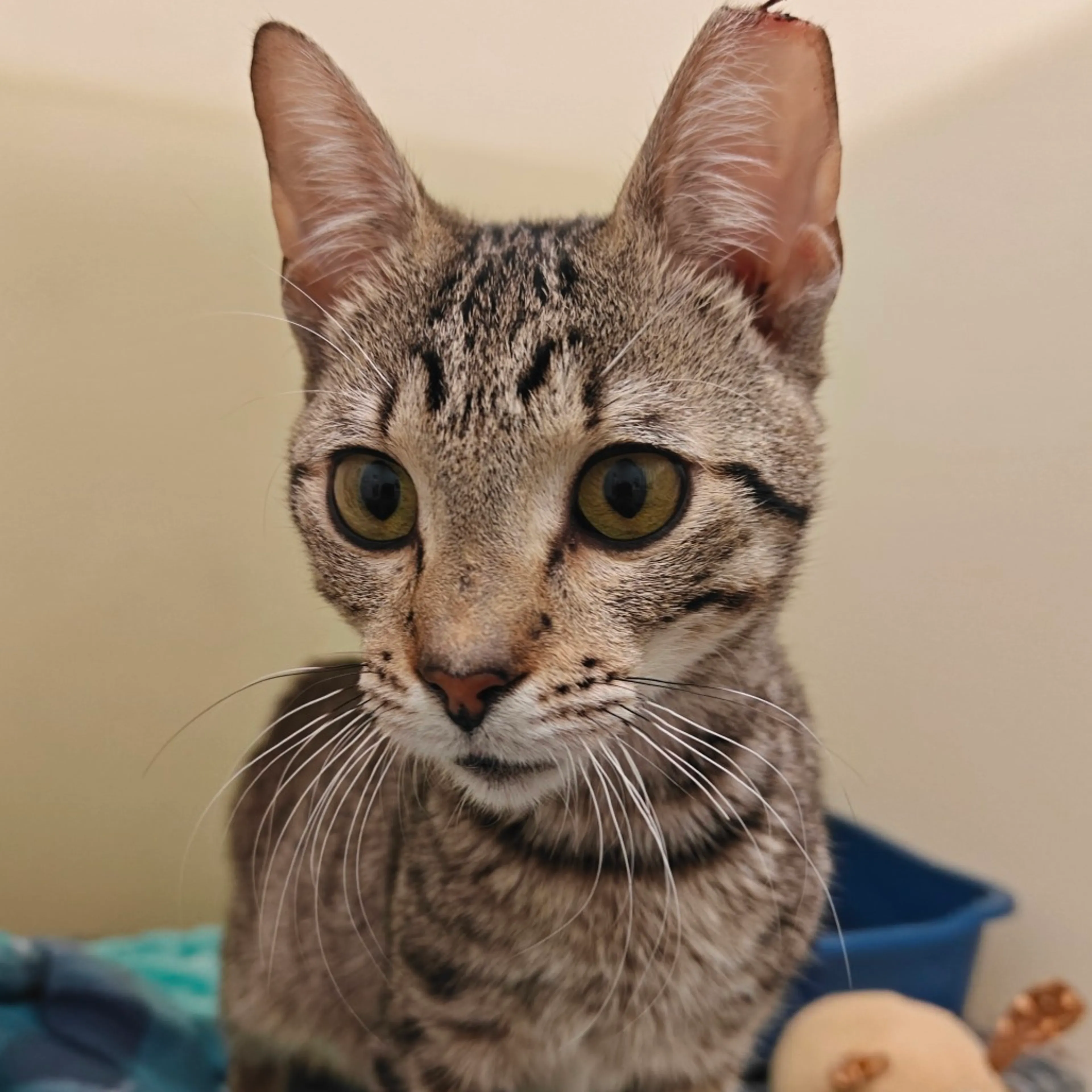 Found pet-2