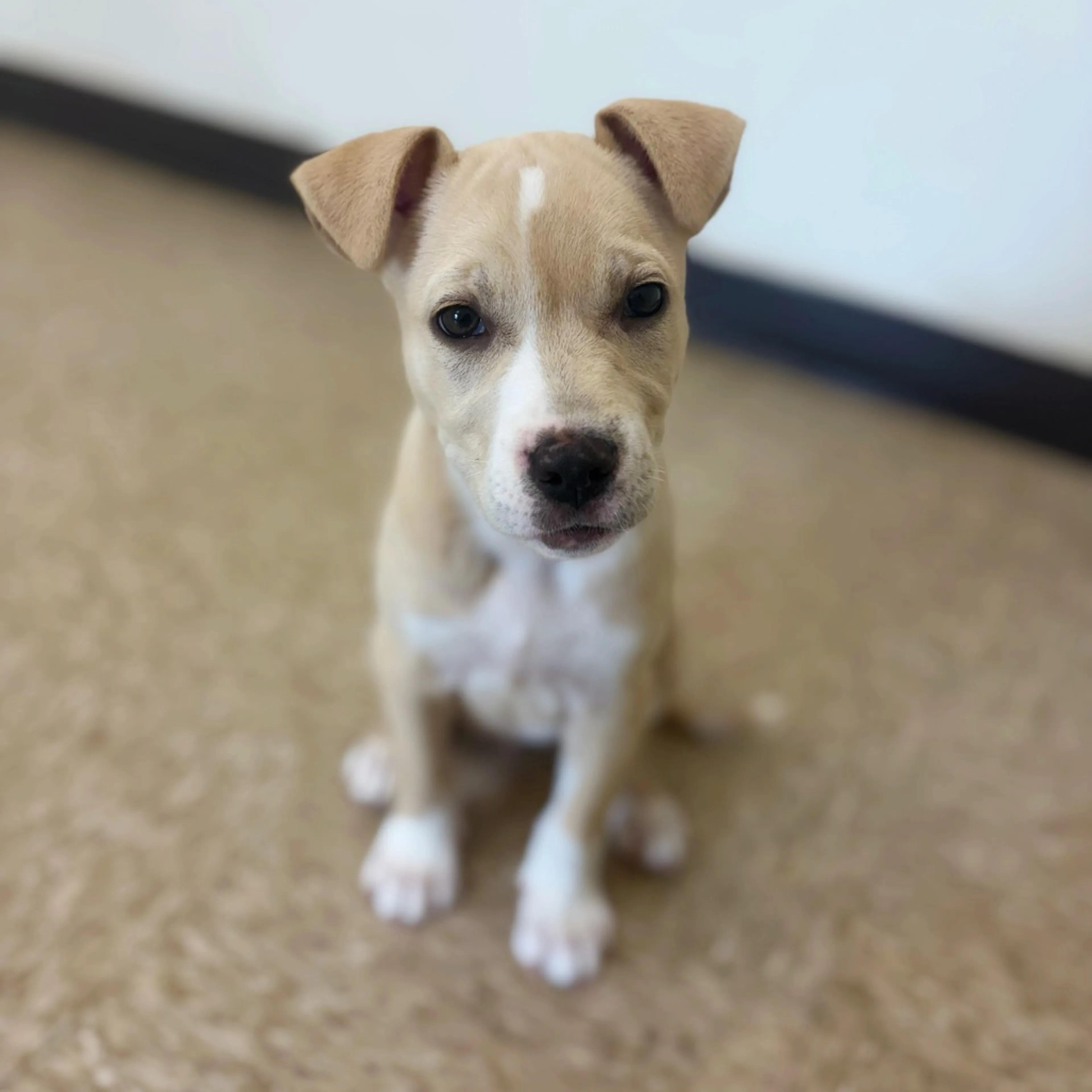 Found pet-6