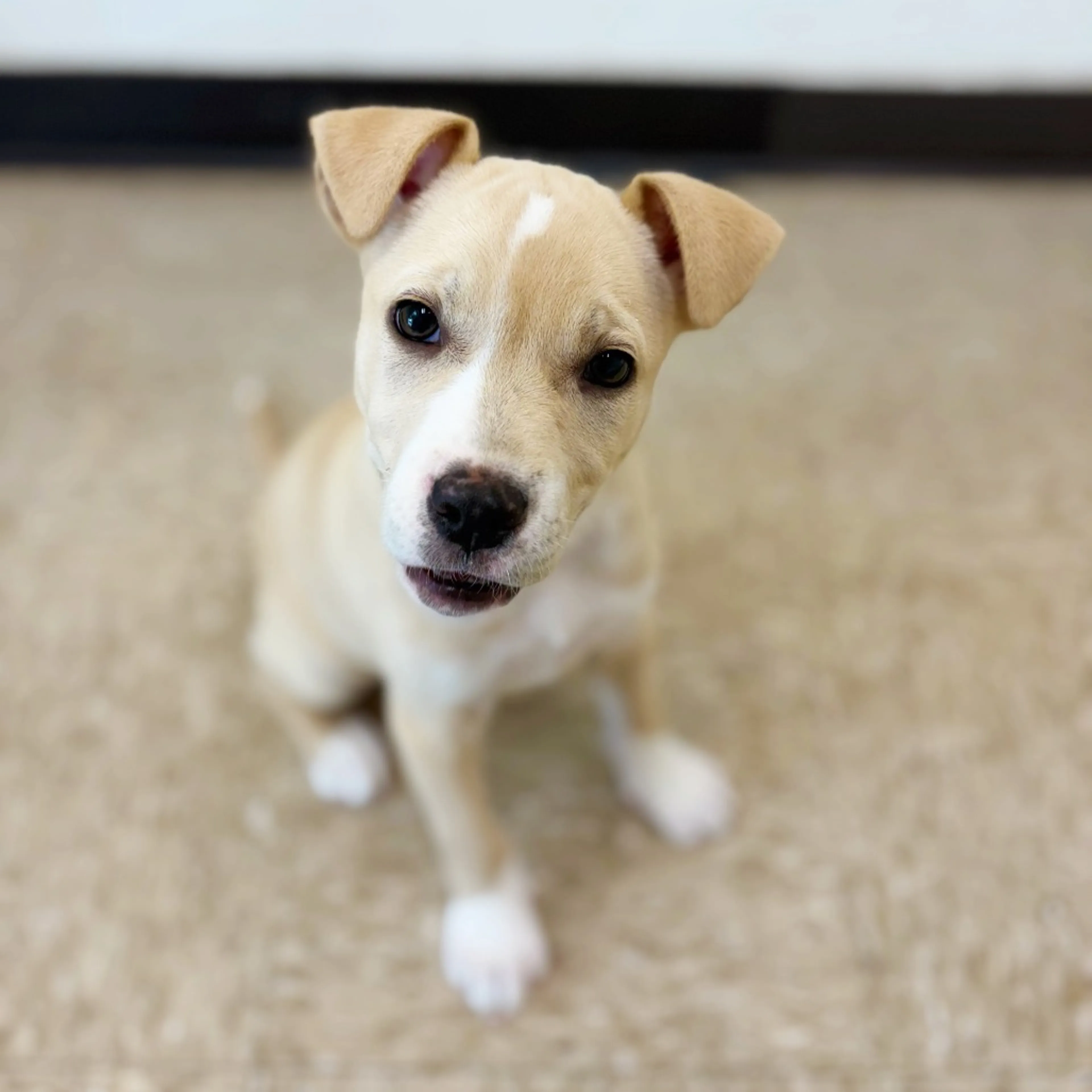 Found pet-5