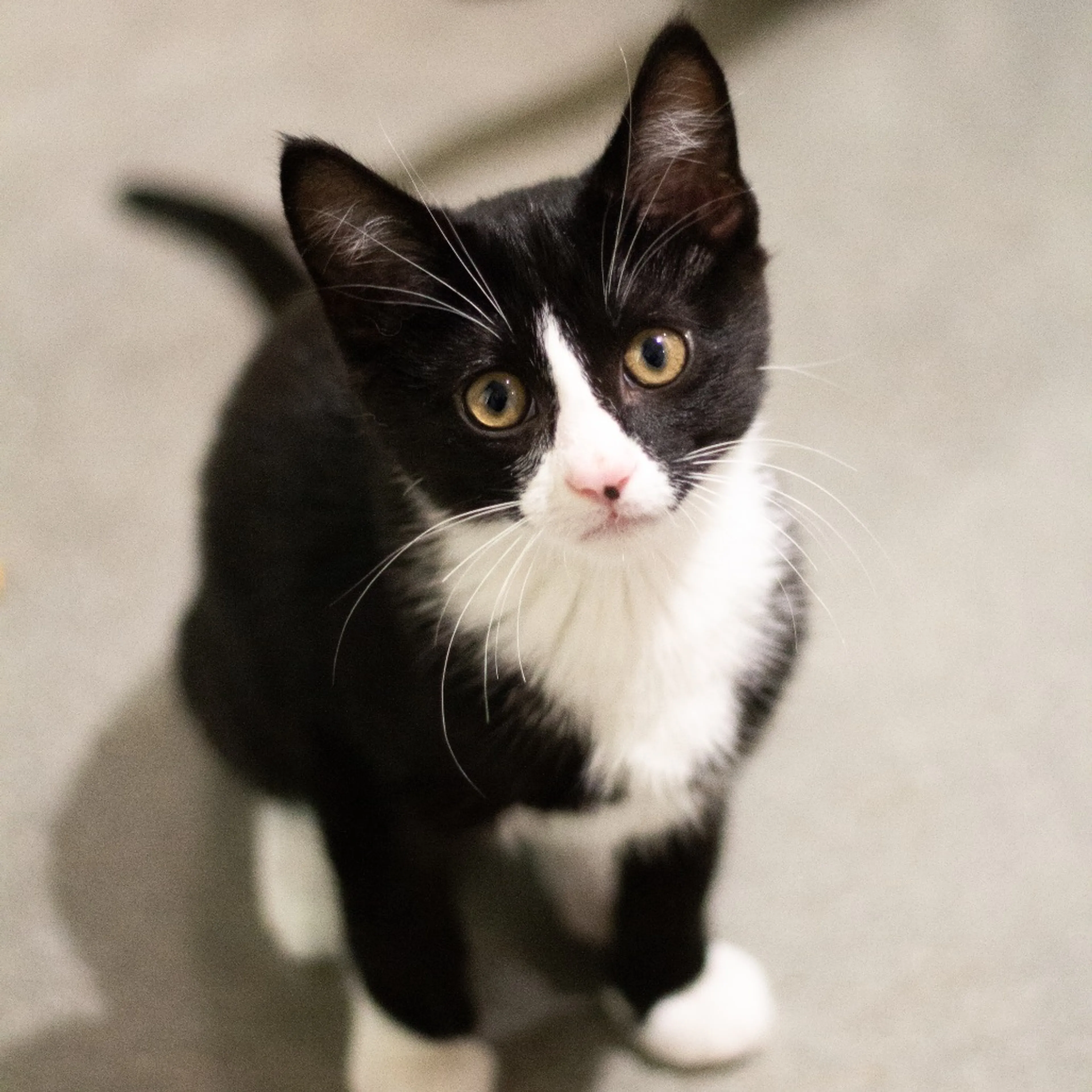 Found pet-0