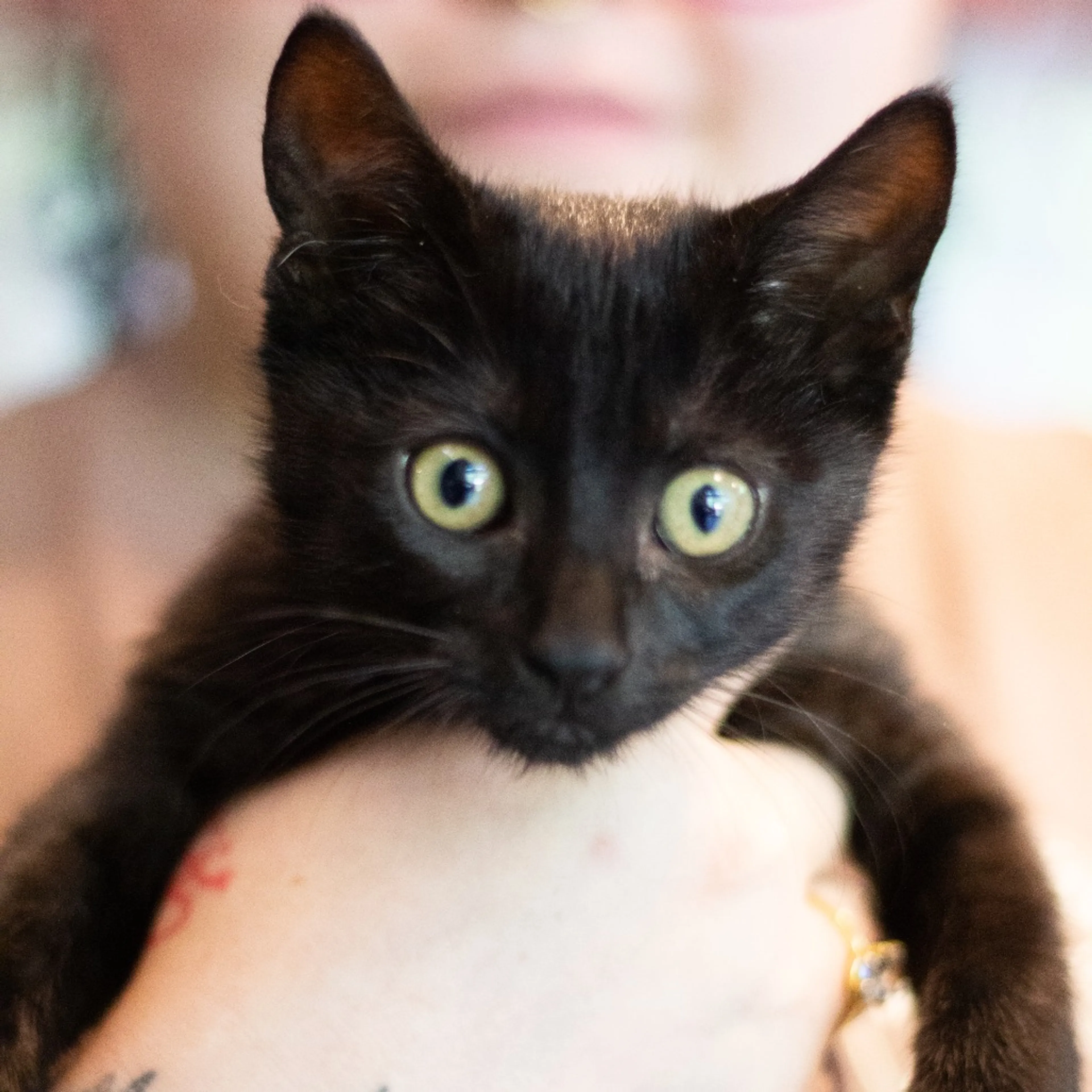 Found pet-1