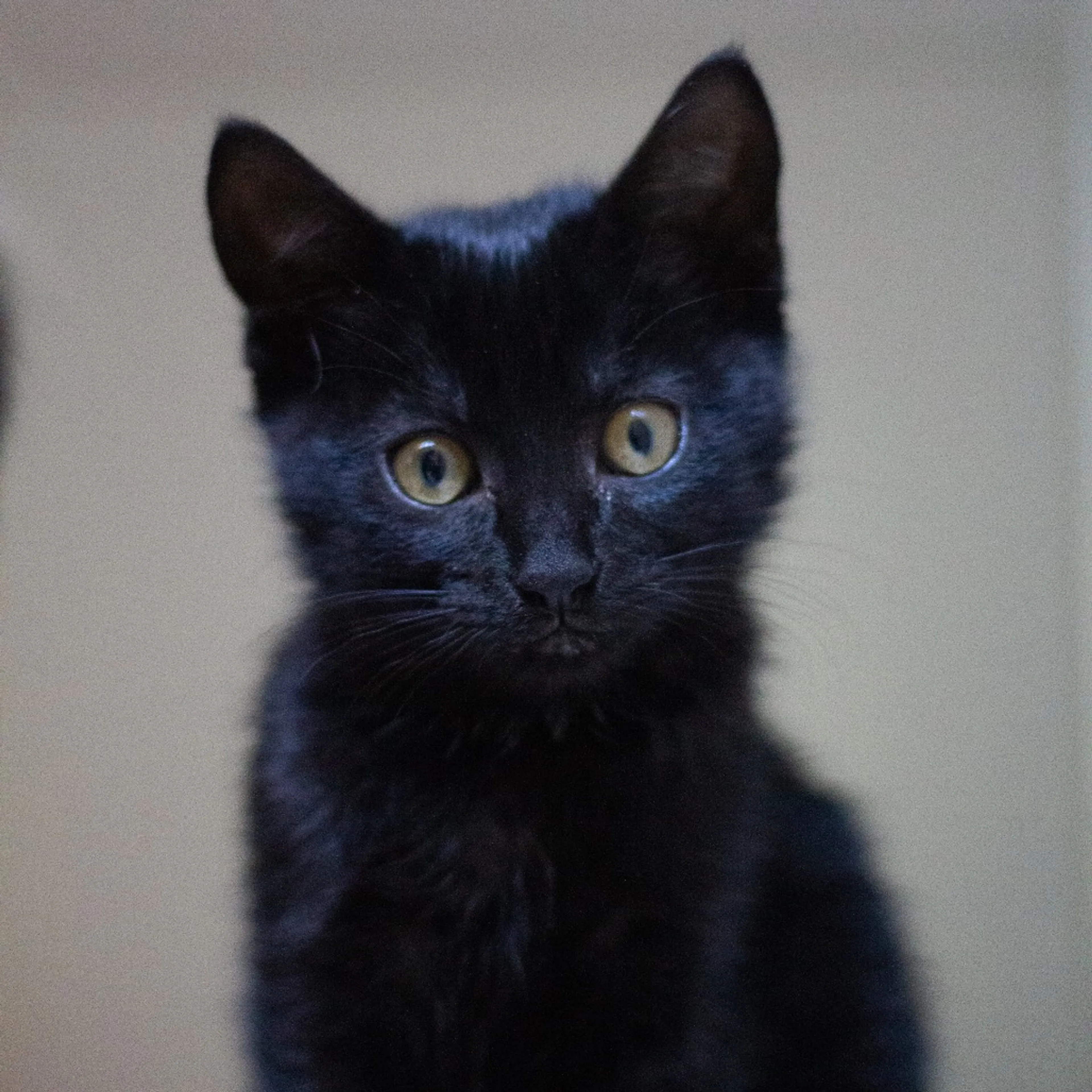 Found pet-0