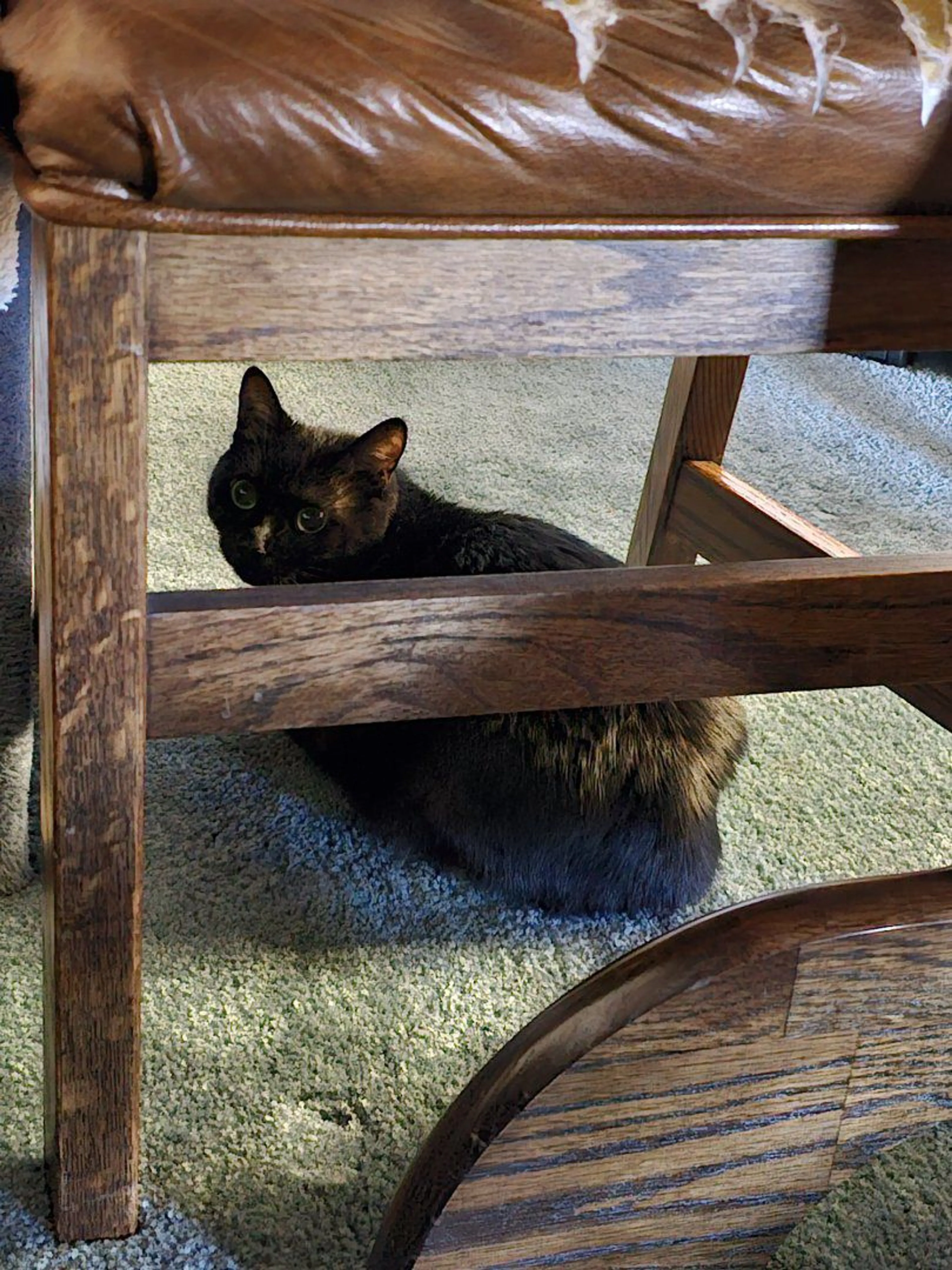 Lost pet-1
