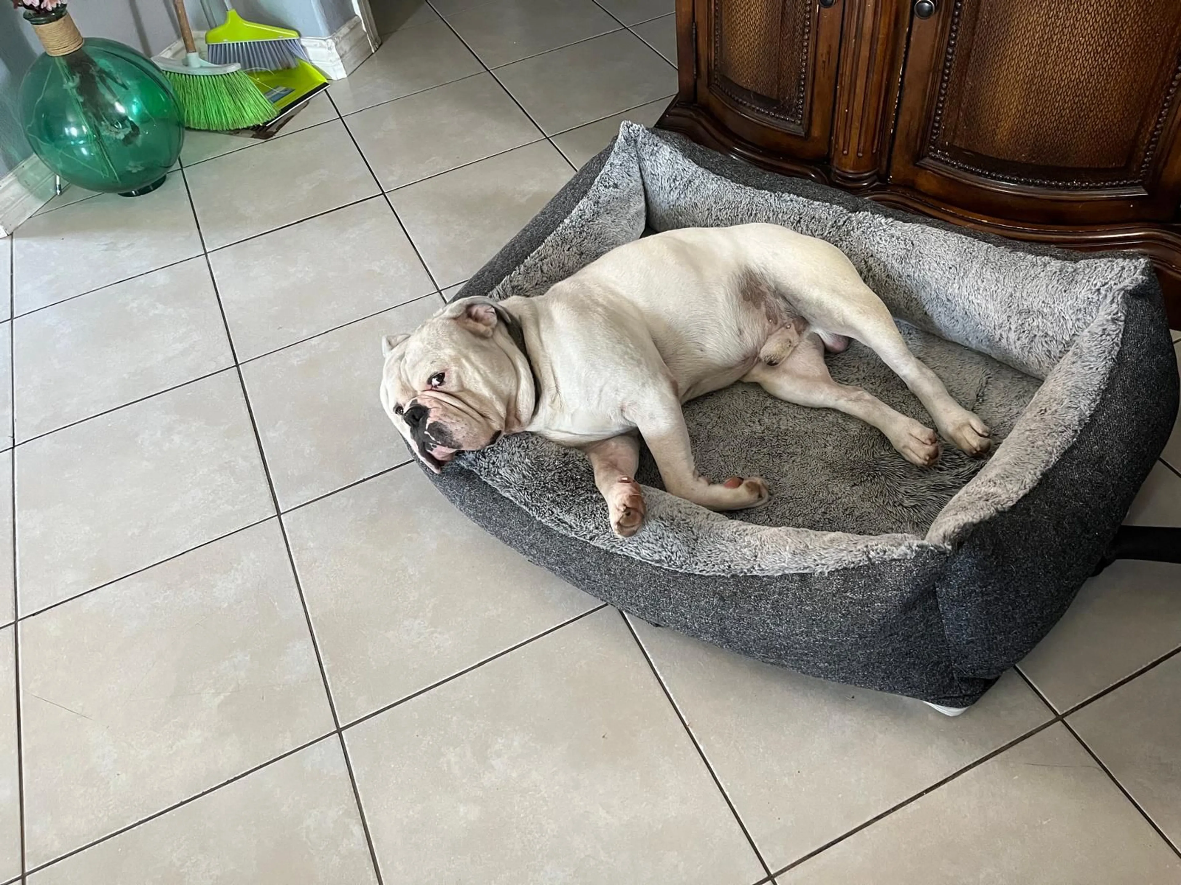 Lost pet-0