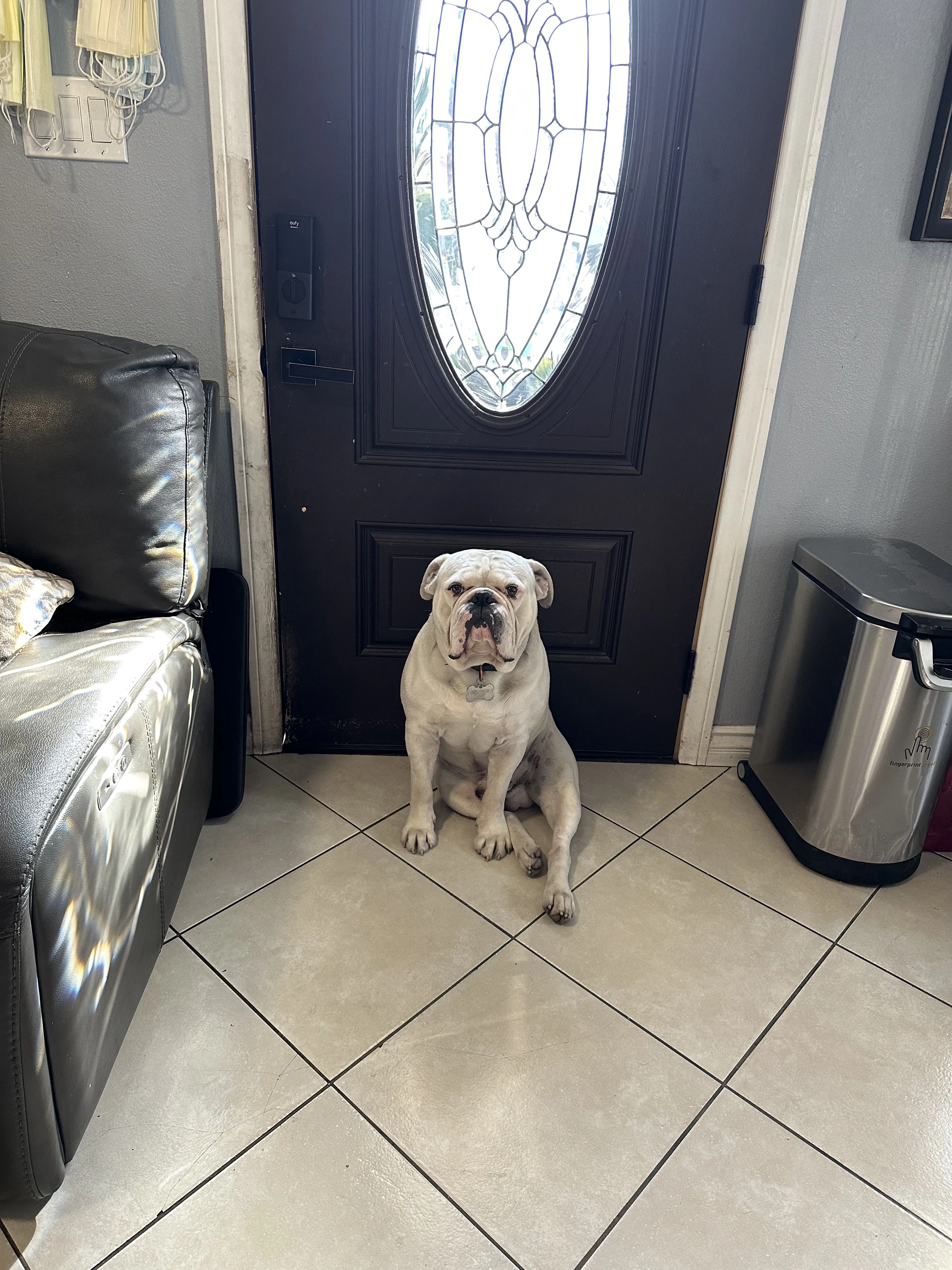 Lost pet-2