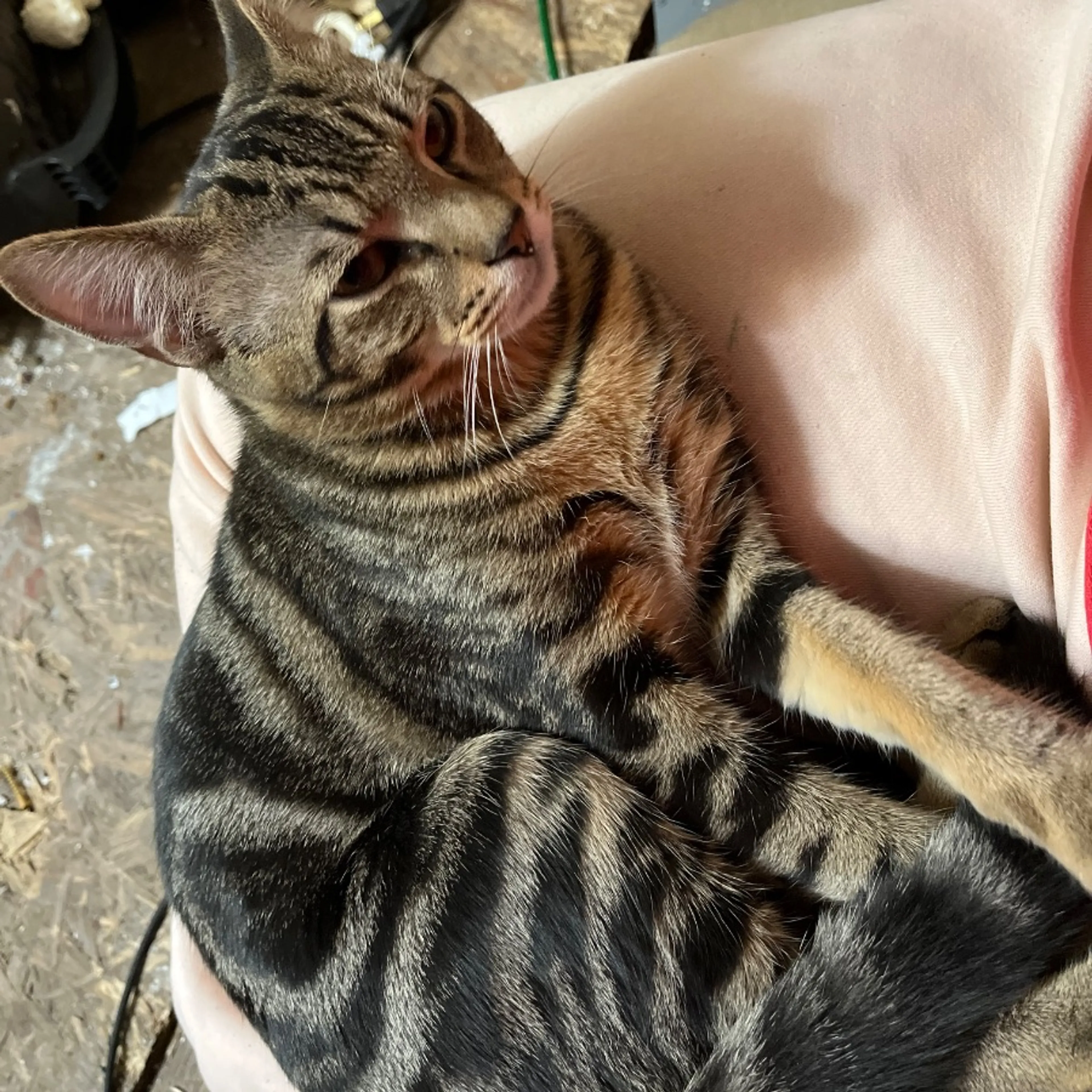 Lost pet