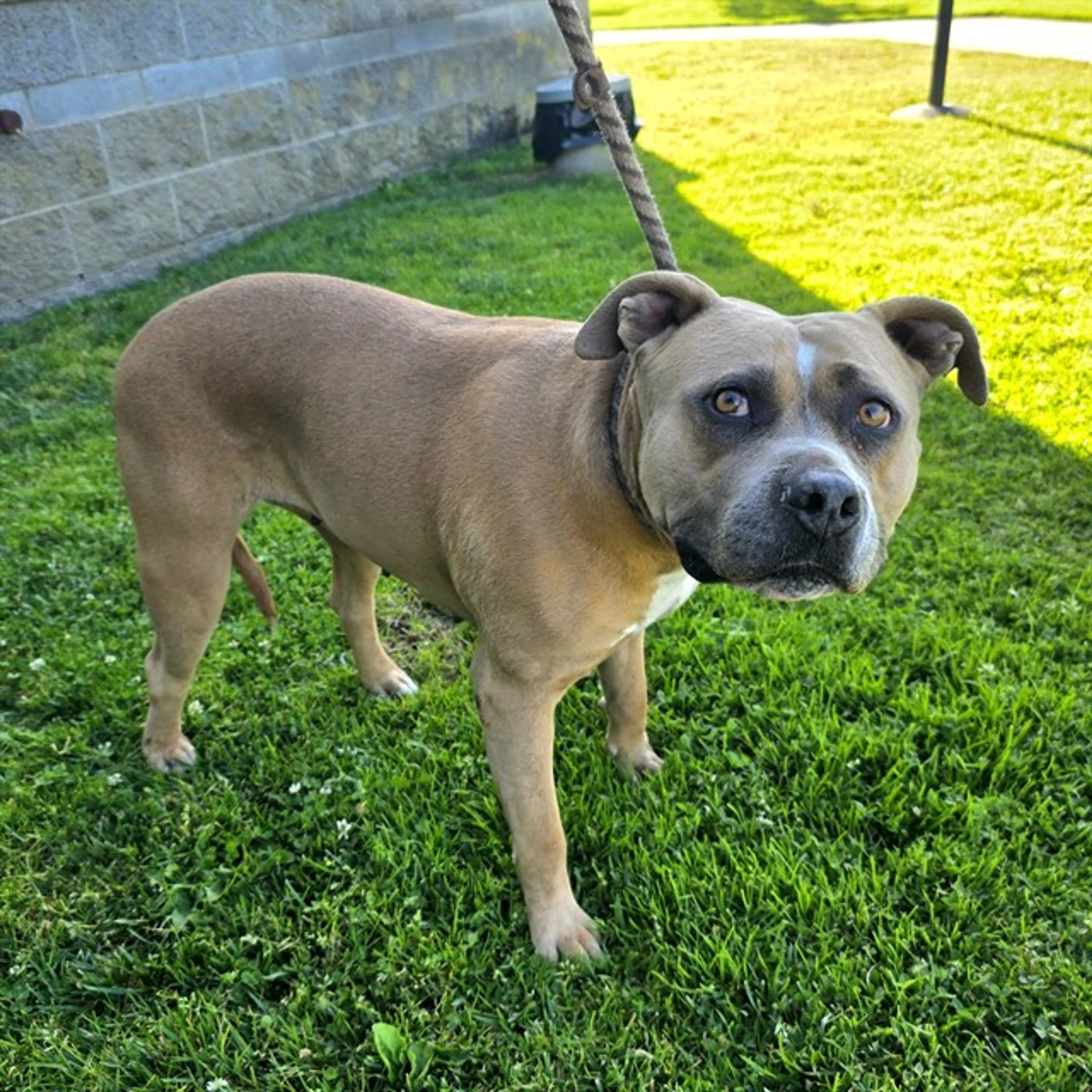 Found pet