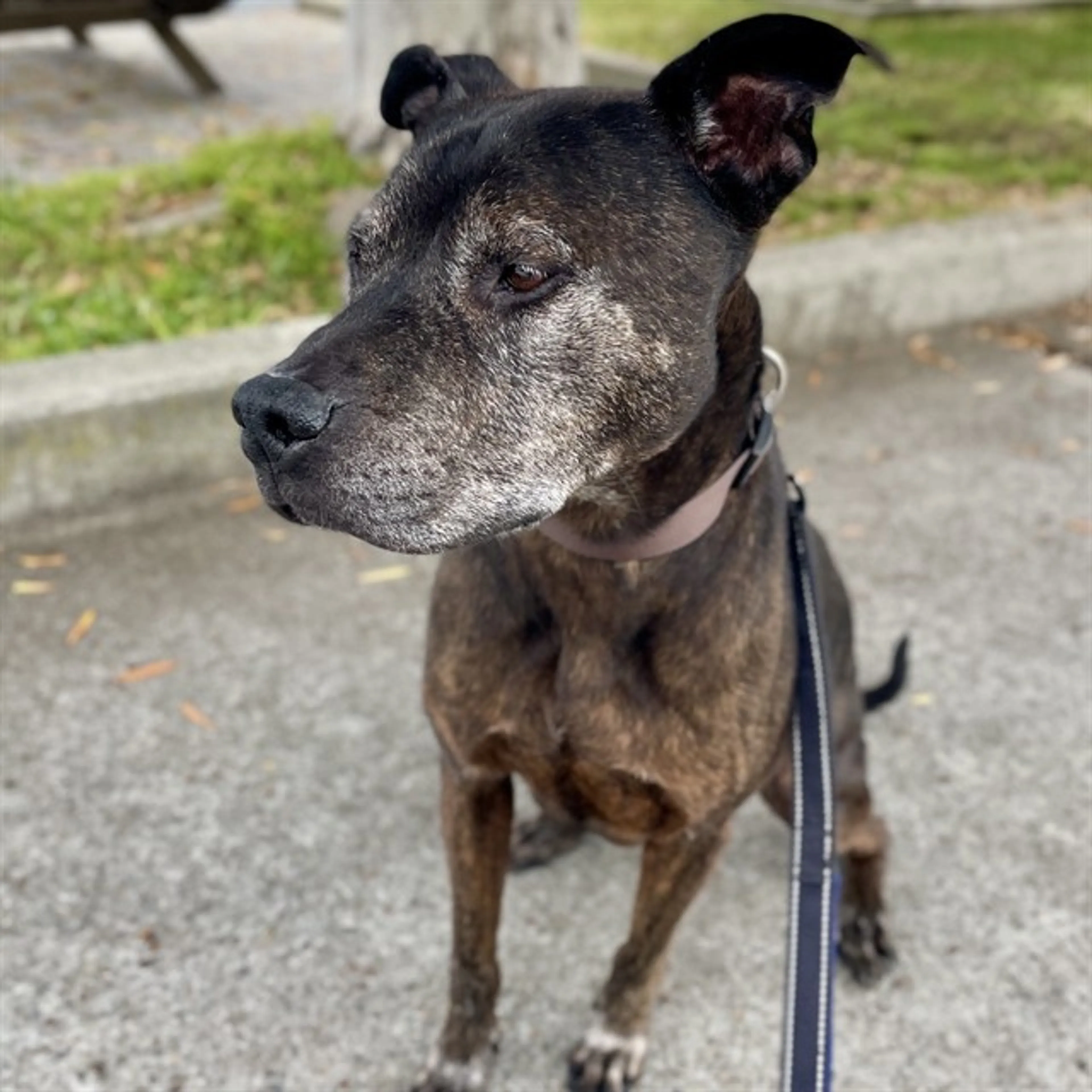 Found pet