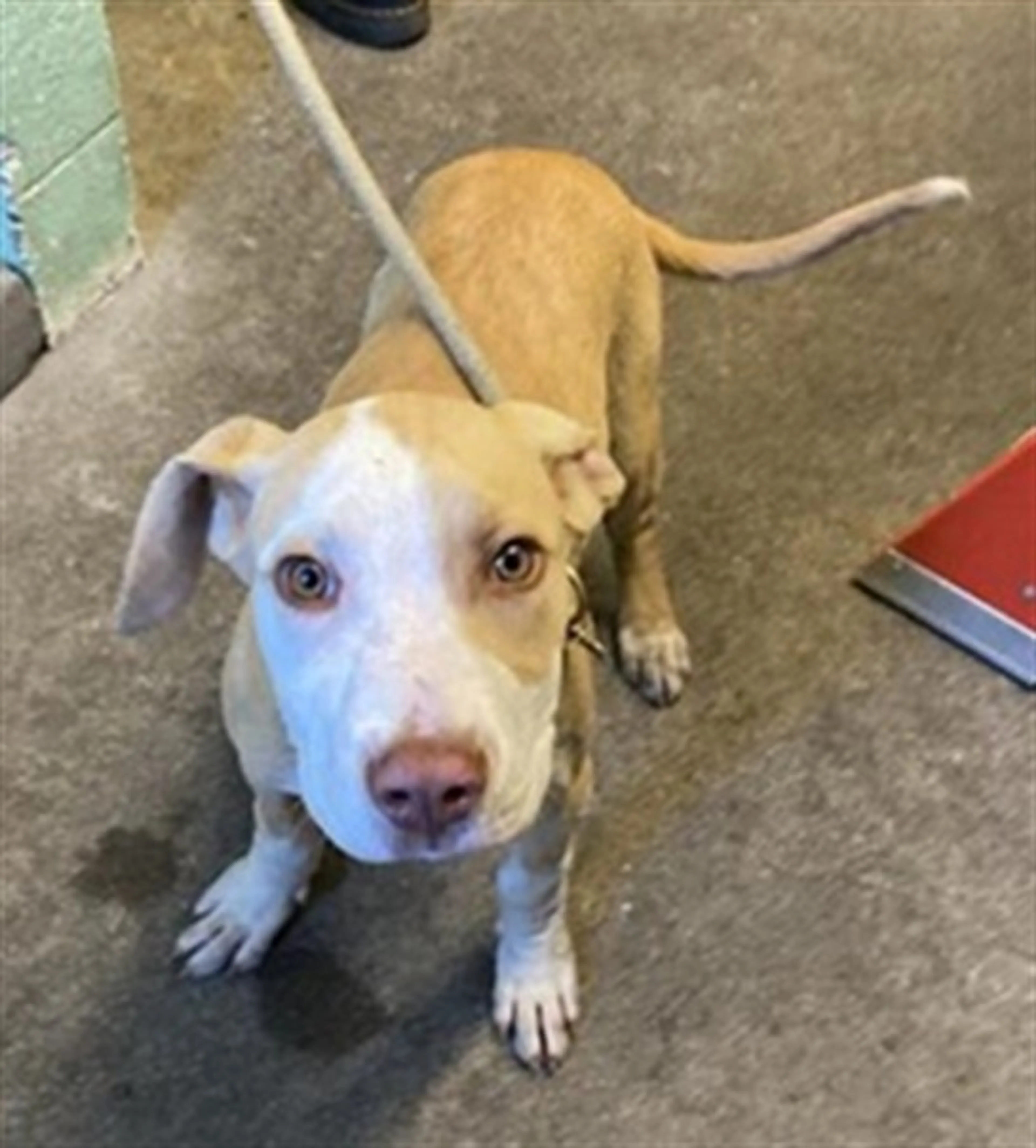 Found pet