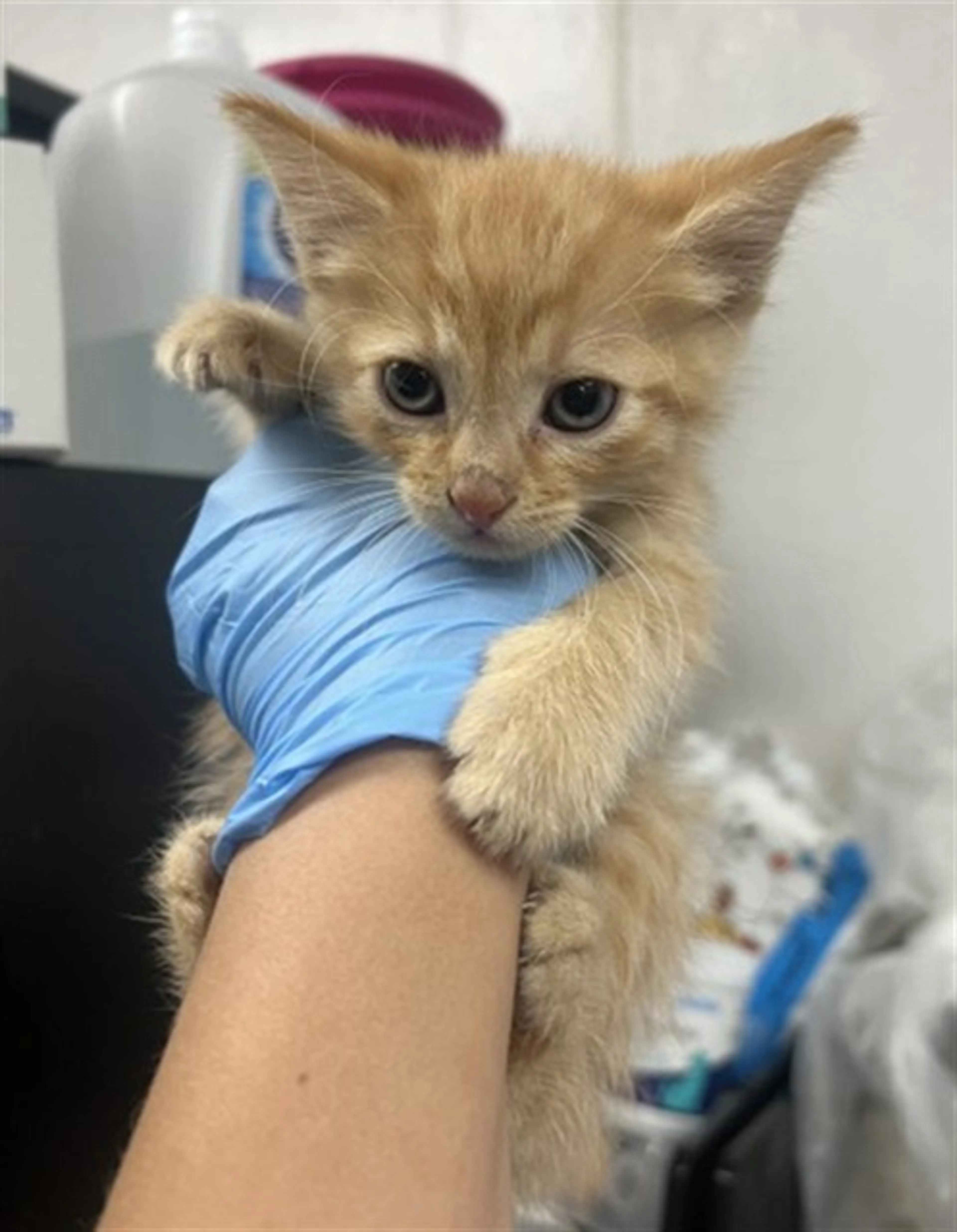 Found pet